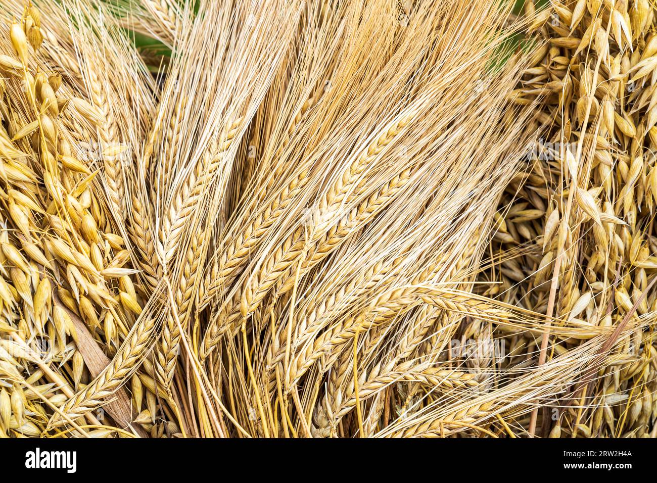 Close up of cereal wheat crops showing kernels and spiks and barley