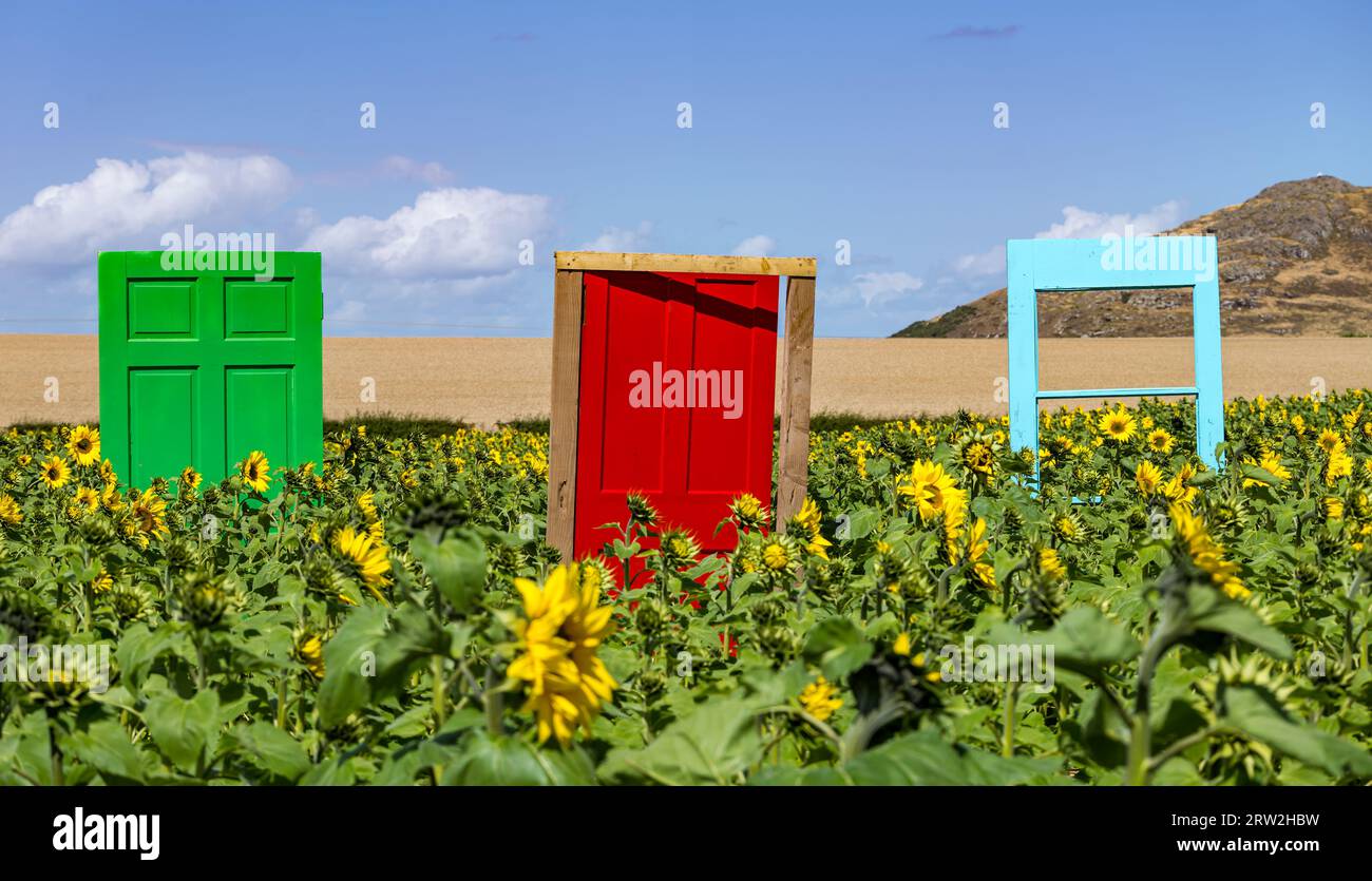 Colourful doors in sunflower field, Balgone Barns Farm, East Lothian