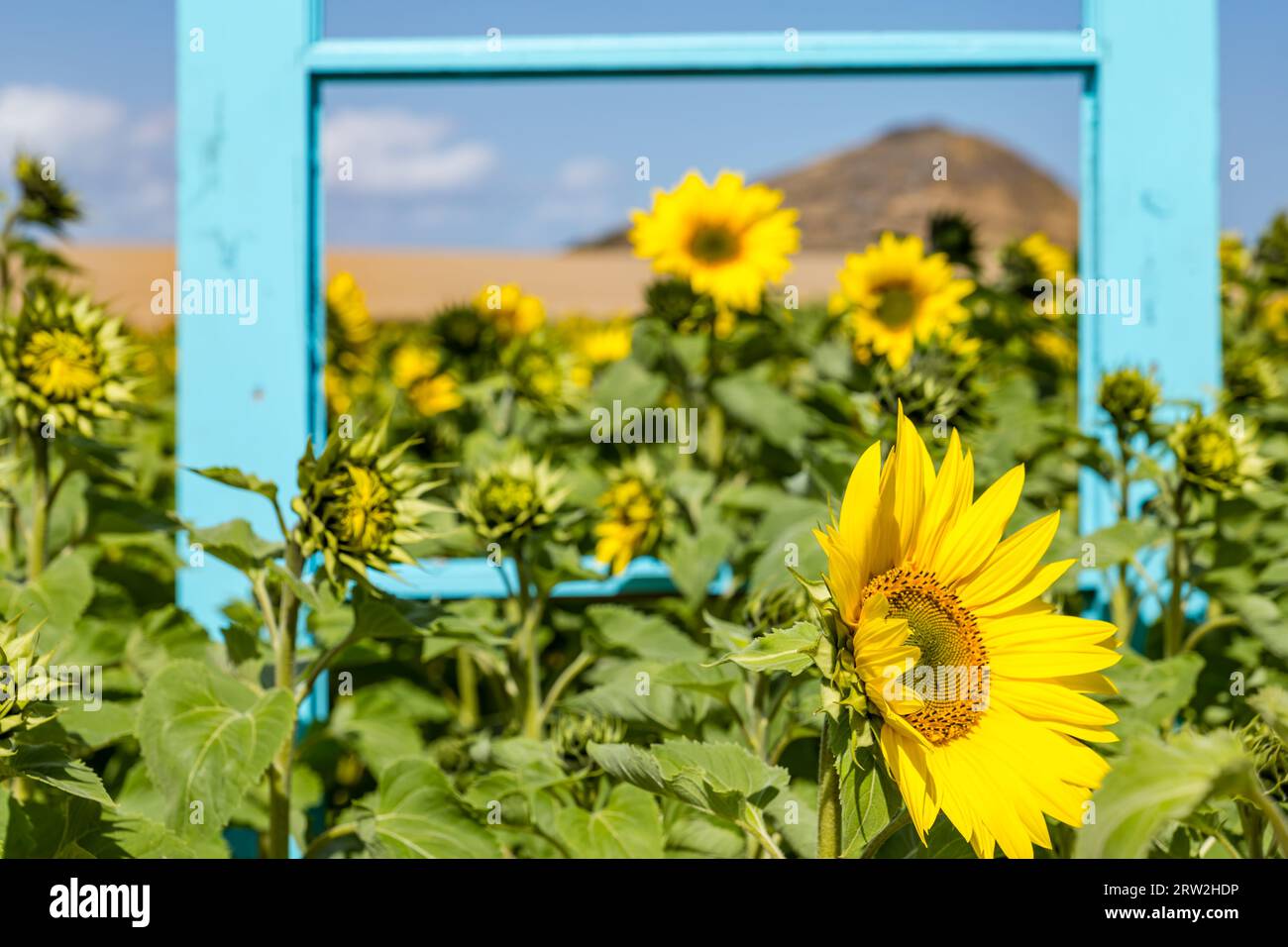 Colourful door in sunflower field, Balgone Barns Farm, East Lothian, Scotland, UK Stock Photo