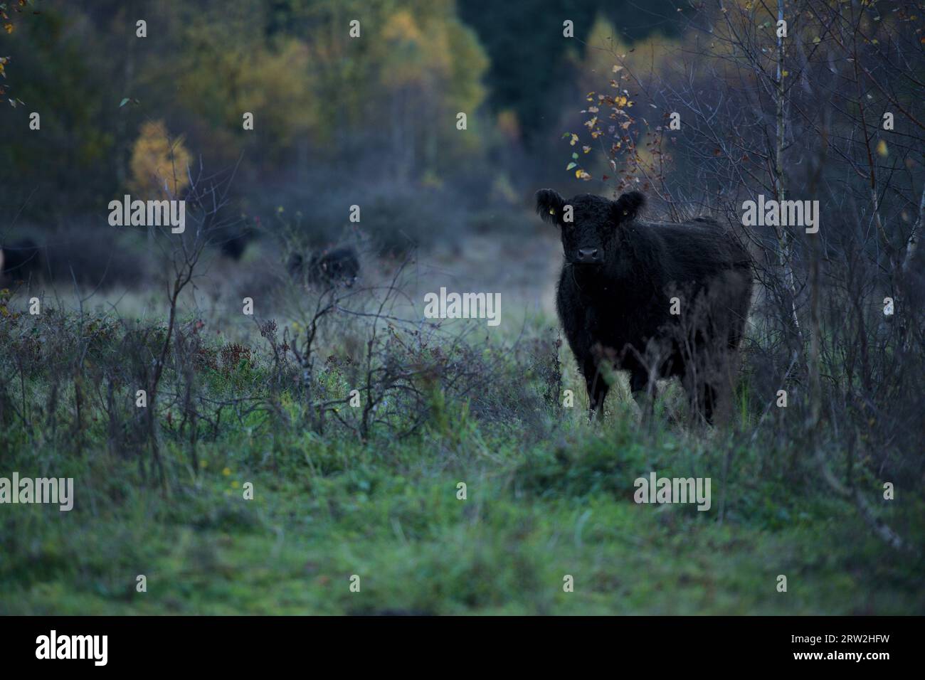 galloway cattle standing behind leave-less bush in German nature conservancy Höltigbaum in winter looking directly into camera Stock Photo