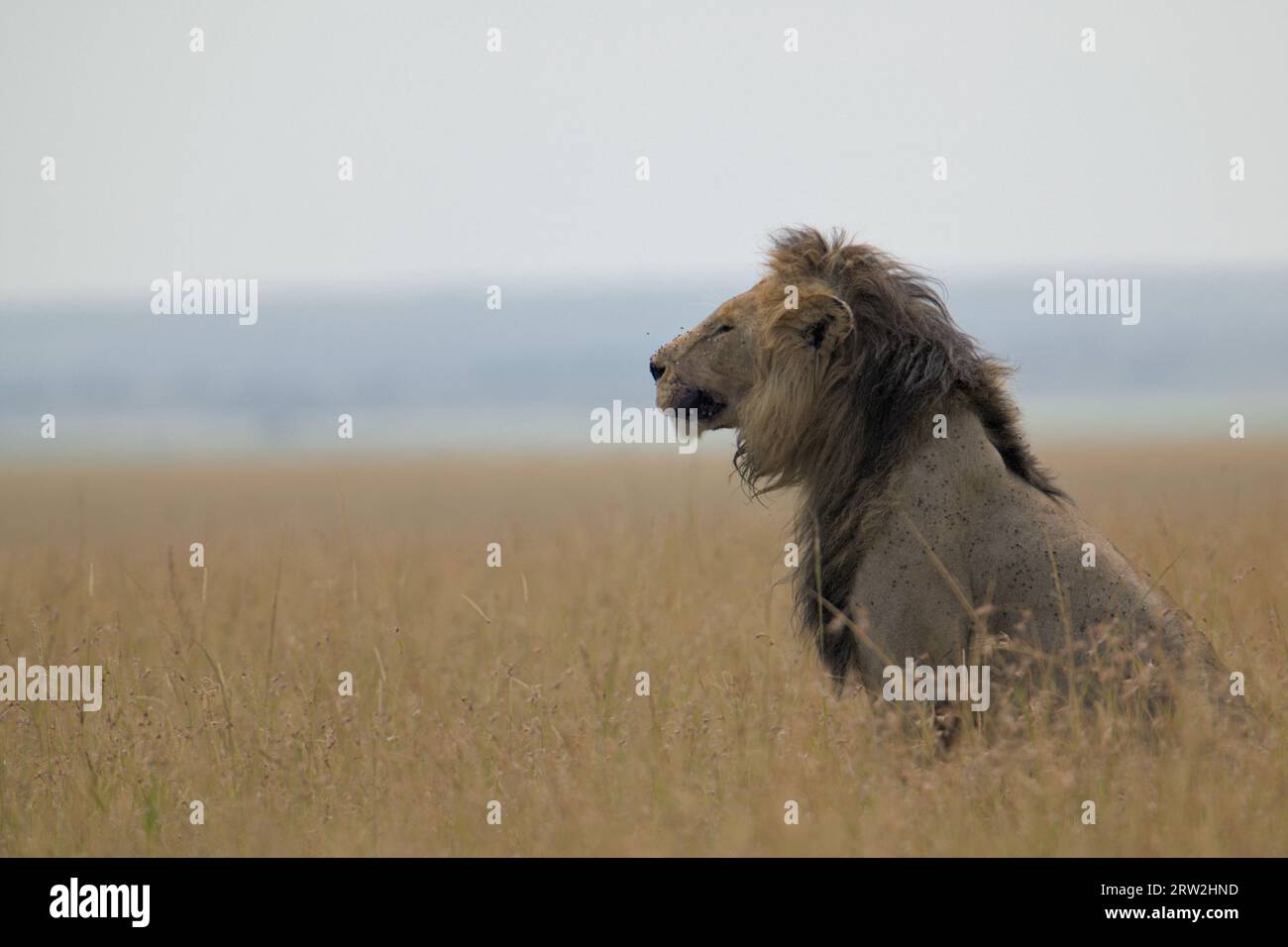 Male lion, Black Rock Boy Lorkulup, sitting uprightlike a king in savannah looking out, in the savannah of Maasai Mara, Kenya, Africa Stock Photo