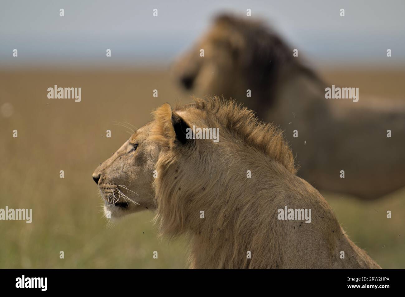 Dark mane lion hi-res stock photography and images - Alamy
