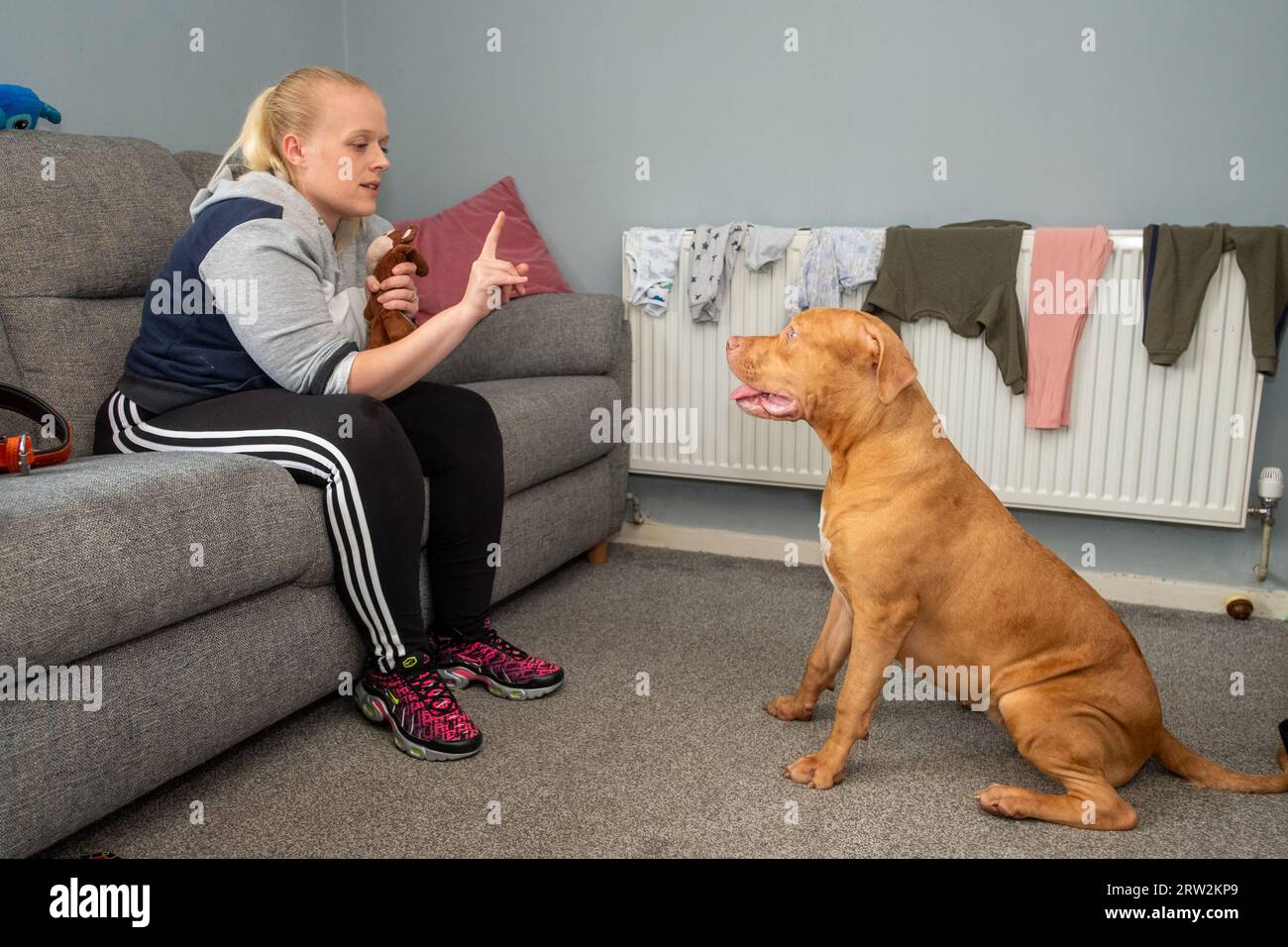 6 Month Old American XL Bully Dog in UK Home Stock Photo