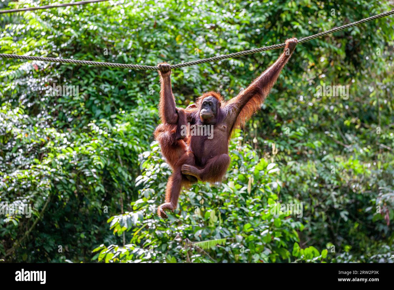 Bornean Orangutan (Pongo pygmaeus), Sepilok, Sandakan, Sabah, Malaysia Stock Photo