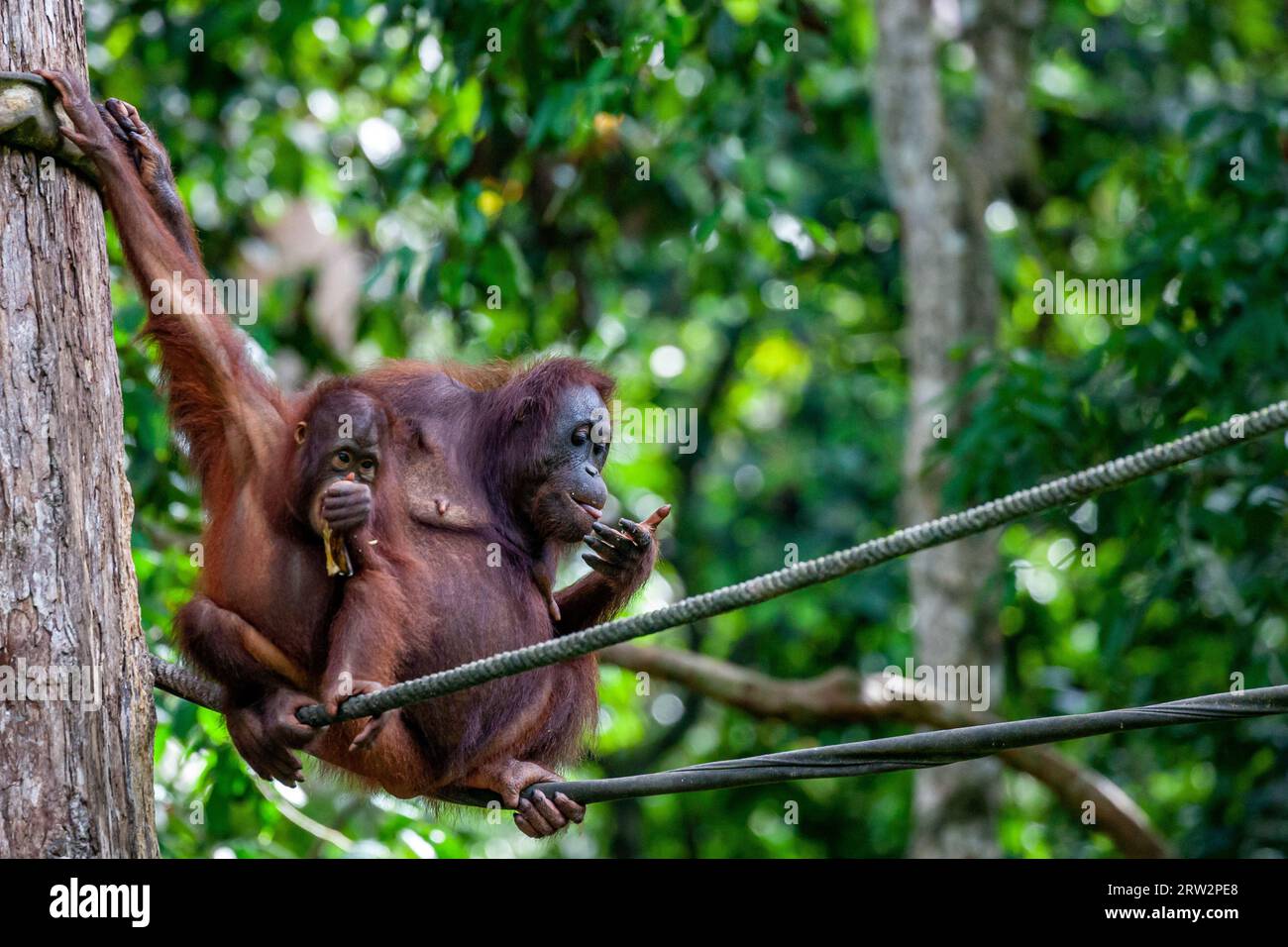 Bornean Orangutan (Pongo pygmaeus), Sepilok, Sandakan, Sabah, Malaysia Stock Photo