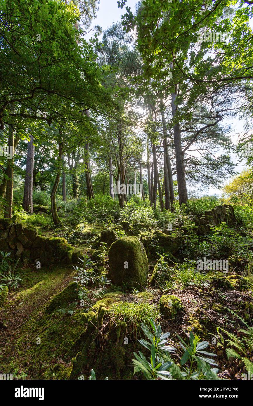 Woodland in Glen Rosa, Goat Fell, Isle of Arran, Firth of Clyde, Scotland, UK Stock Photo