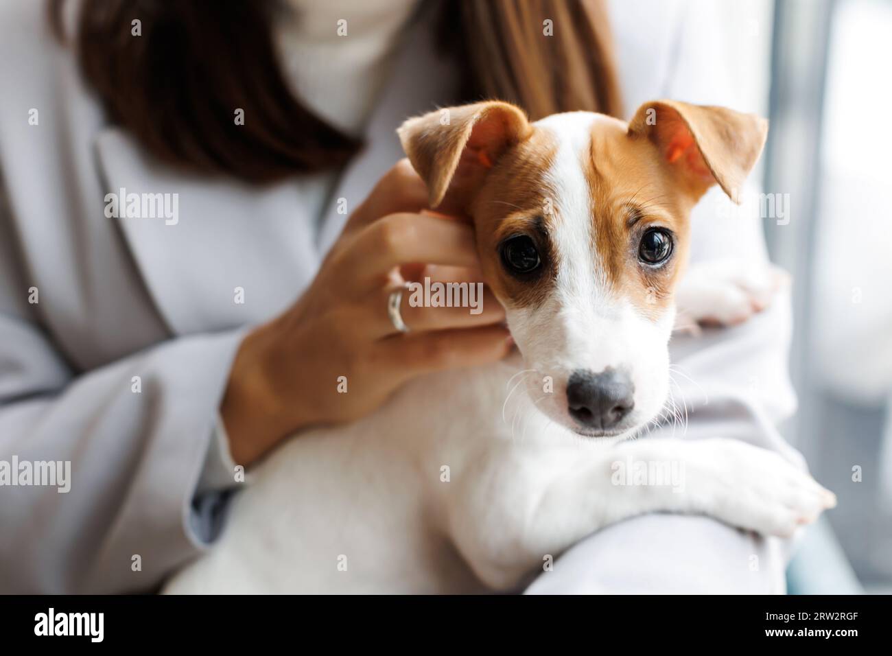 Jack russell cheap lap dog