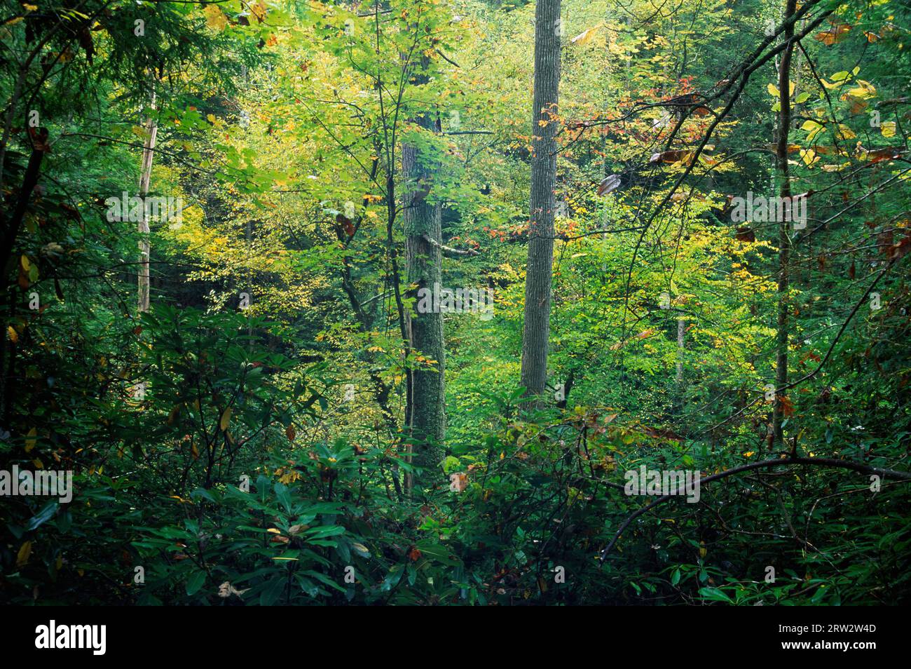 Forest along Angel Windows Trail, Red River Geological Area