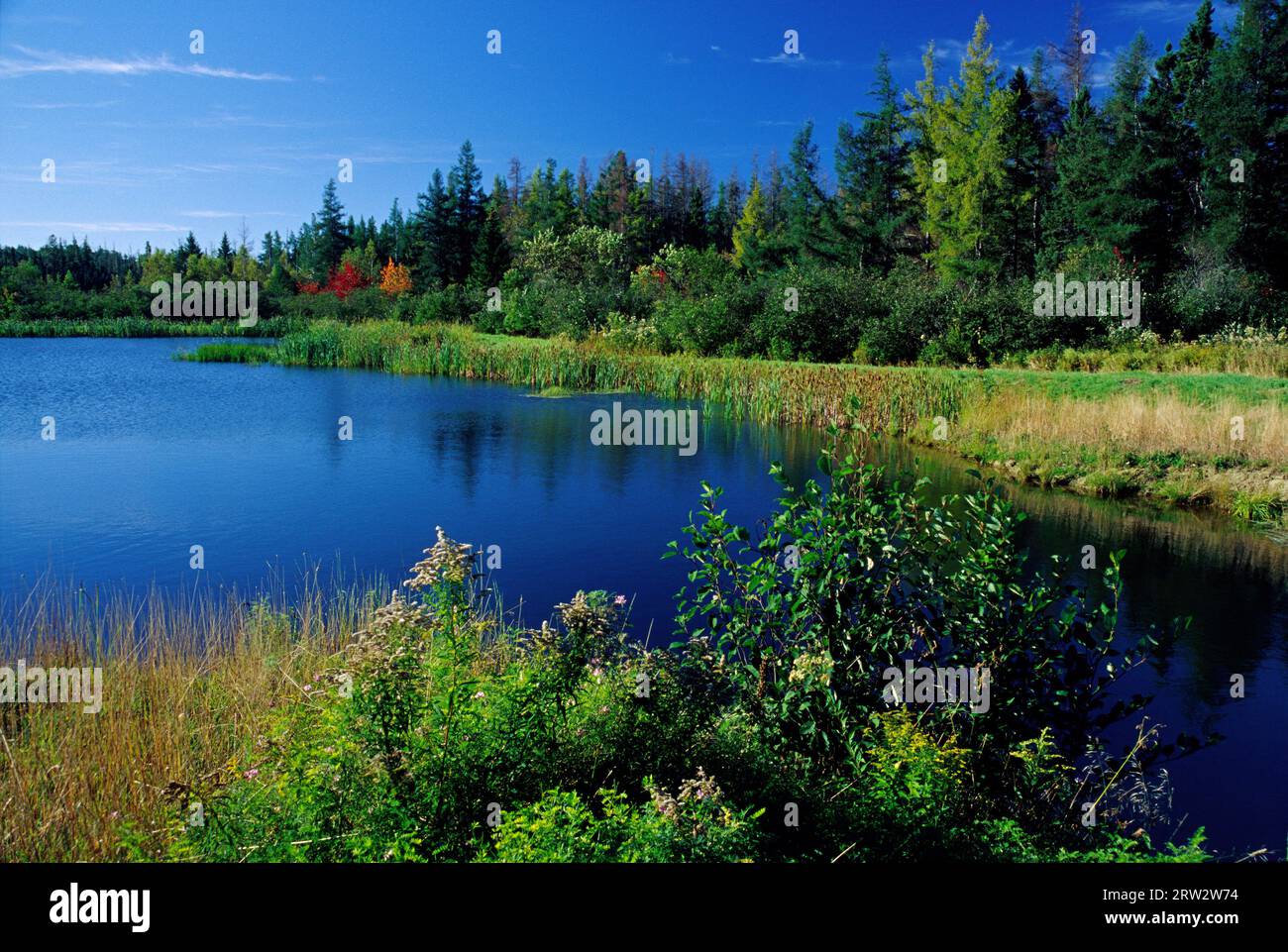 Pond at headquarters, Moosehorn National Wildlife Refuge, Maine Stock