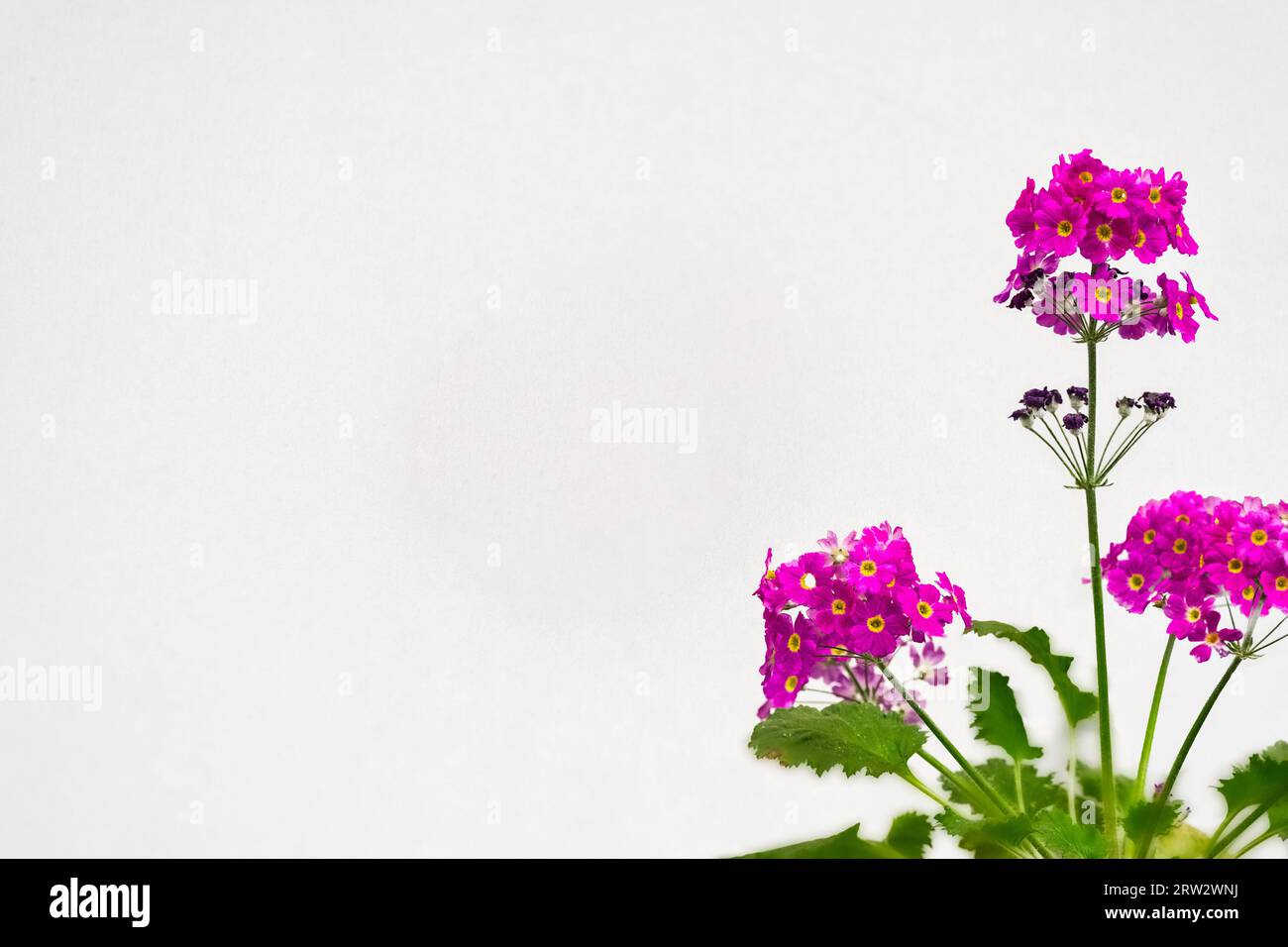 A close-up photograph of Fairy Primrose (Primula malacoides) against an isolated white background in stock photos. Space is available for text, symbol Stock Photo