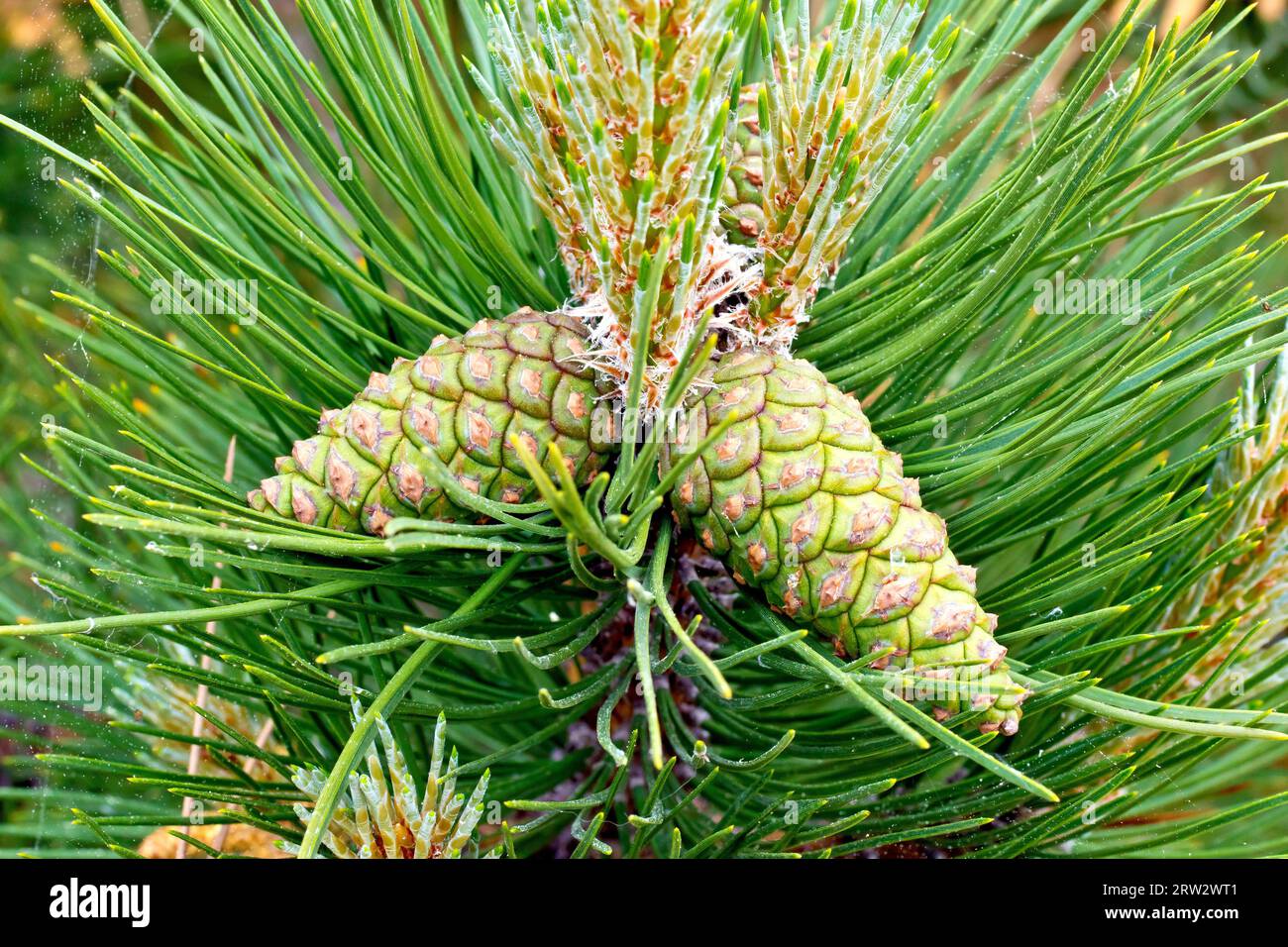 Black Pine (pinus nigra), close up showing a couple of green immature pine cones growing from the end of a branch of the tree. Stock Photo