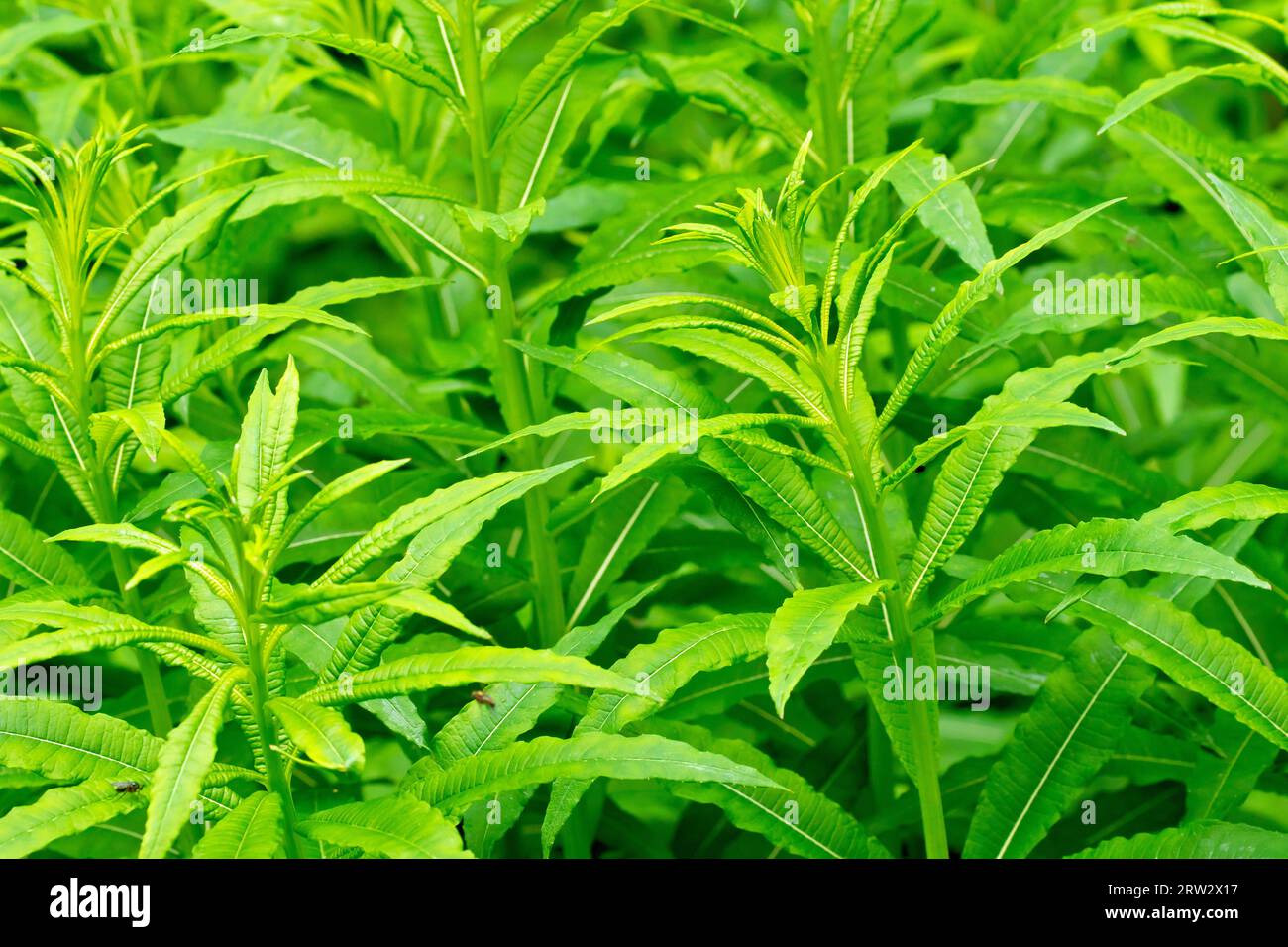Rosebay Willowherb or Fireweed (epilobium angustifolium or chamerion angustifolium), close up of showing the leaves of the young plants in the spring. Stock Photo