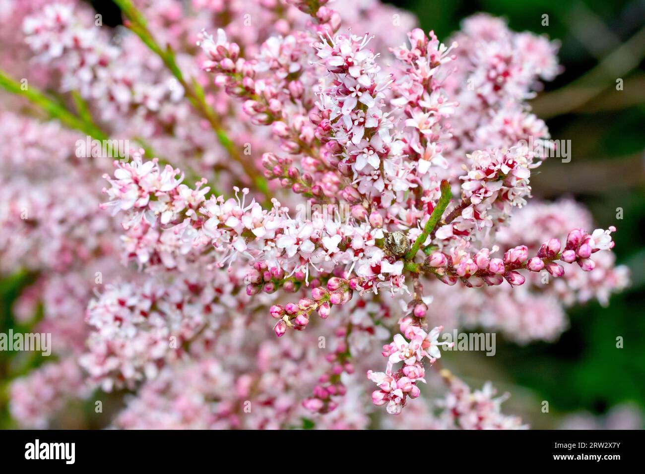 French Tamarisk (tamarix gallica), close up of the pink flowers of the evergreen shrub commonly planted in parks and occasionally found wild. Stock Photo