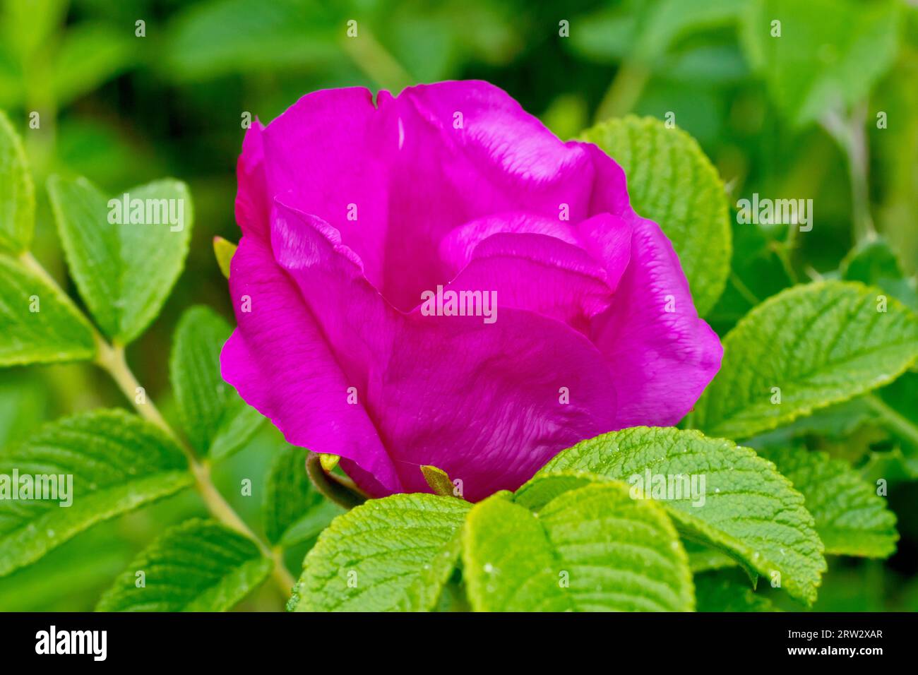 Wild Rose or Japanese Rose (rosa rugosa rubra), close up showing a partially open rosebud of the commonly planted and wild shrub. Stock Photo