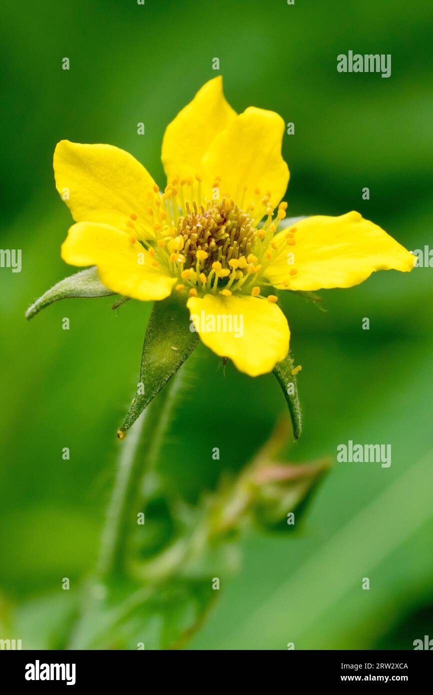 Wood Avens or Herb-Bennet (geum urbanum), close up of a single flower of the woodland plant, isolated against a green background. Stock Photo