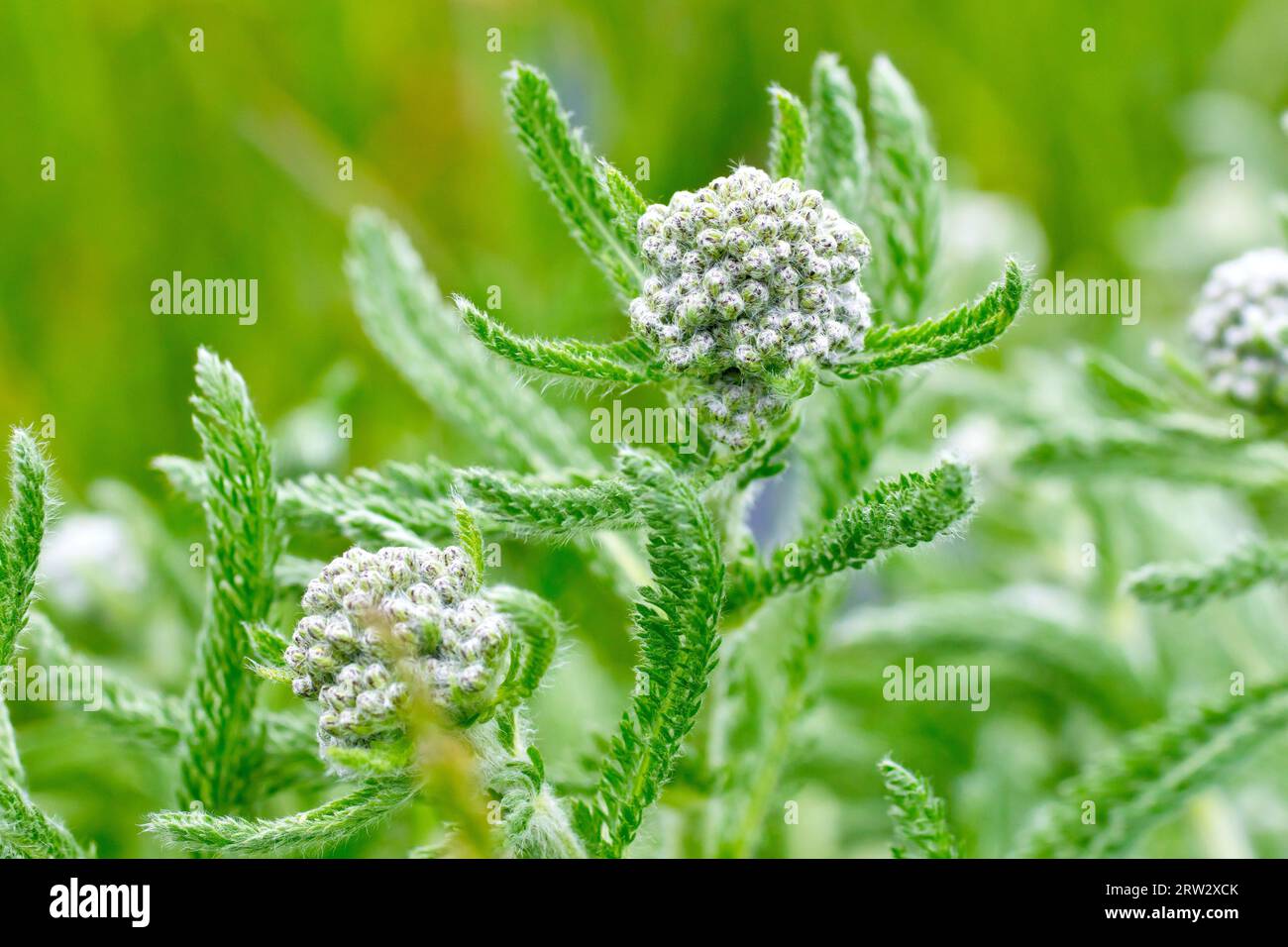 Yarrow (achillea millefolium), close up showing the flowerbuds on the plant and the finely cut leaves opening on the stems. Stock Photo