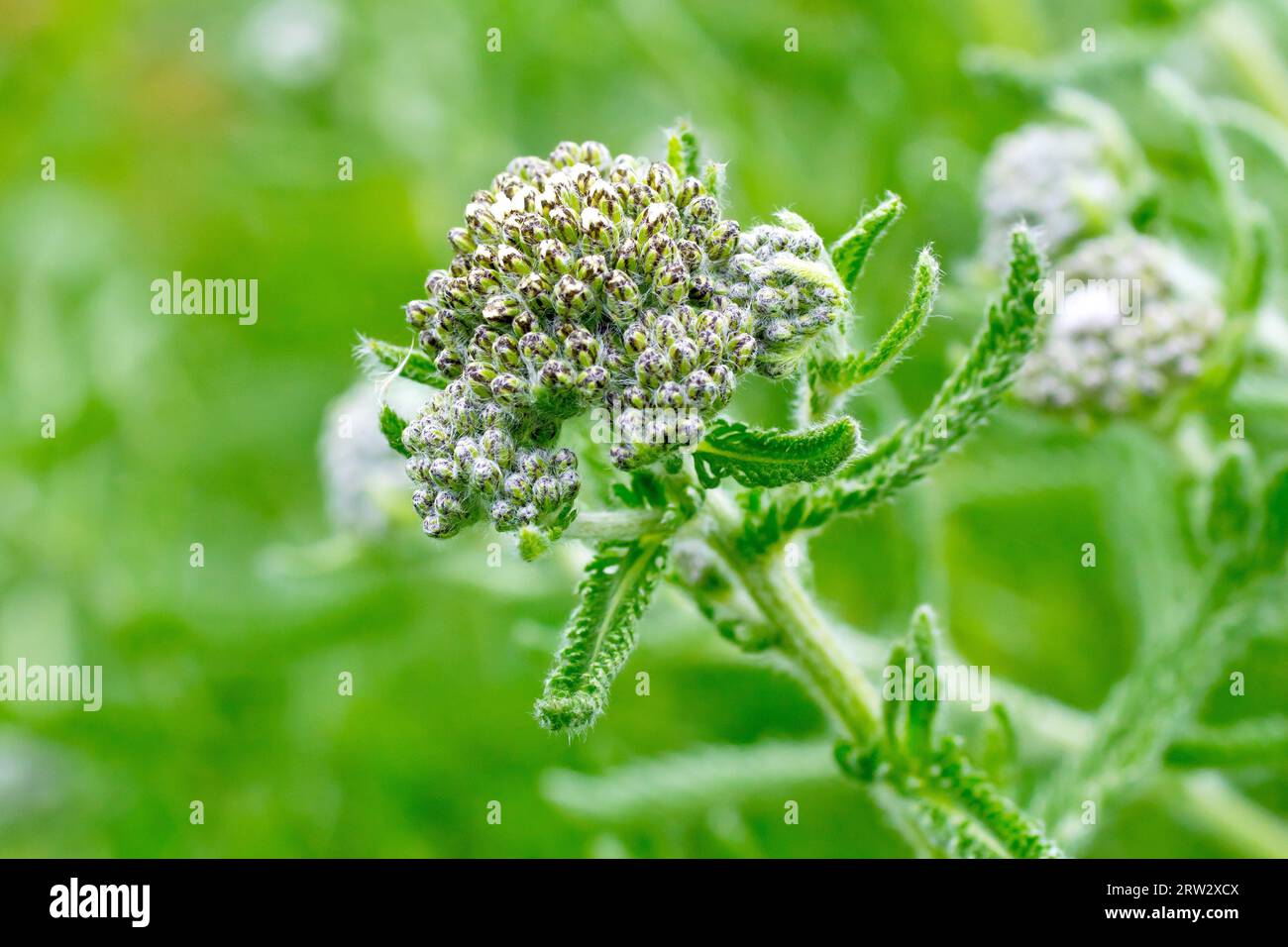 Yarrow (achillea millefolium), close up showing the flowerbuds on the plant and the finely cut leaves opening on the stems. Stock Photo