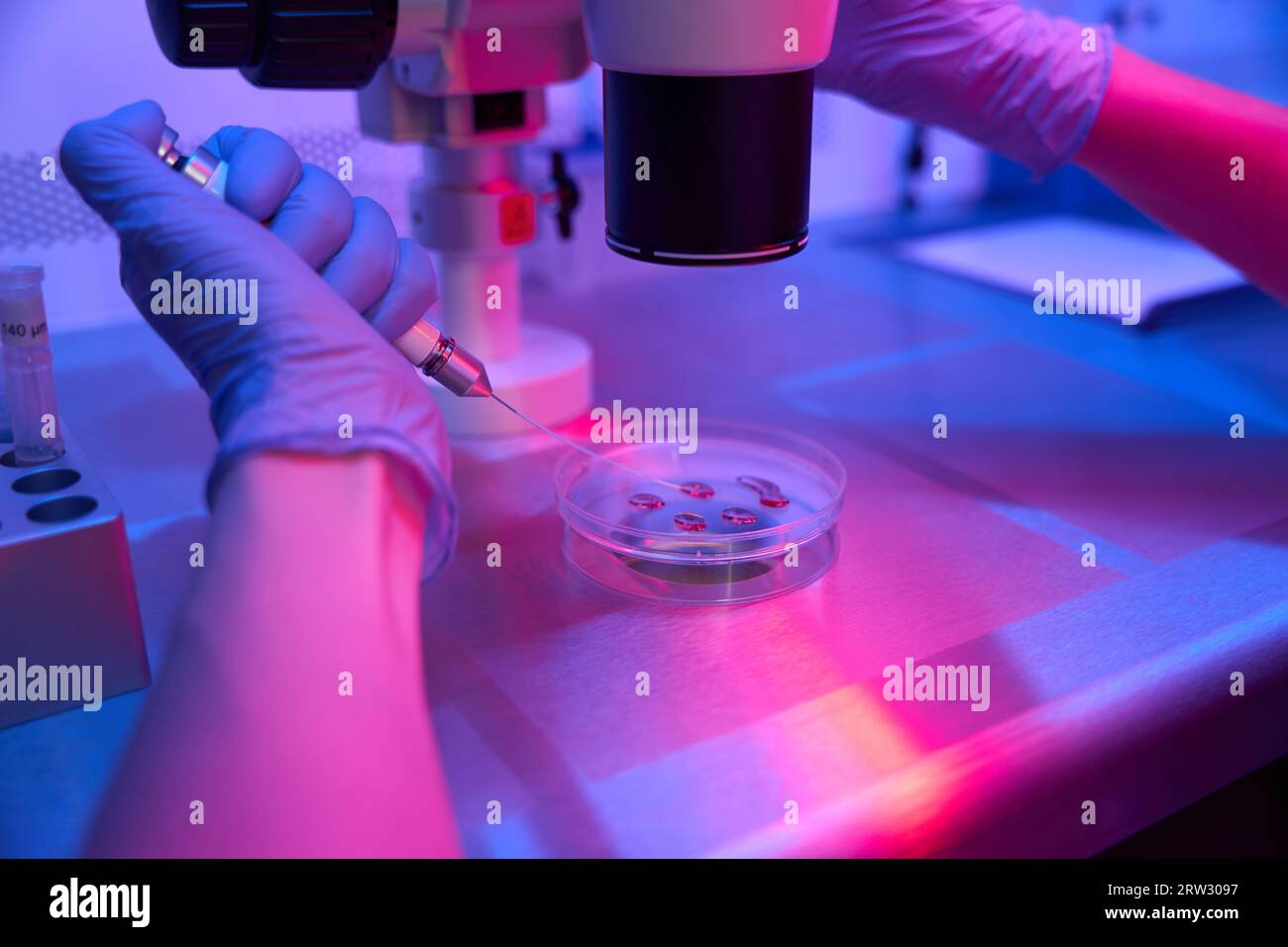 Laboratory assistant works with biomaterial in a Petri dish Stock Photo