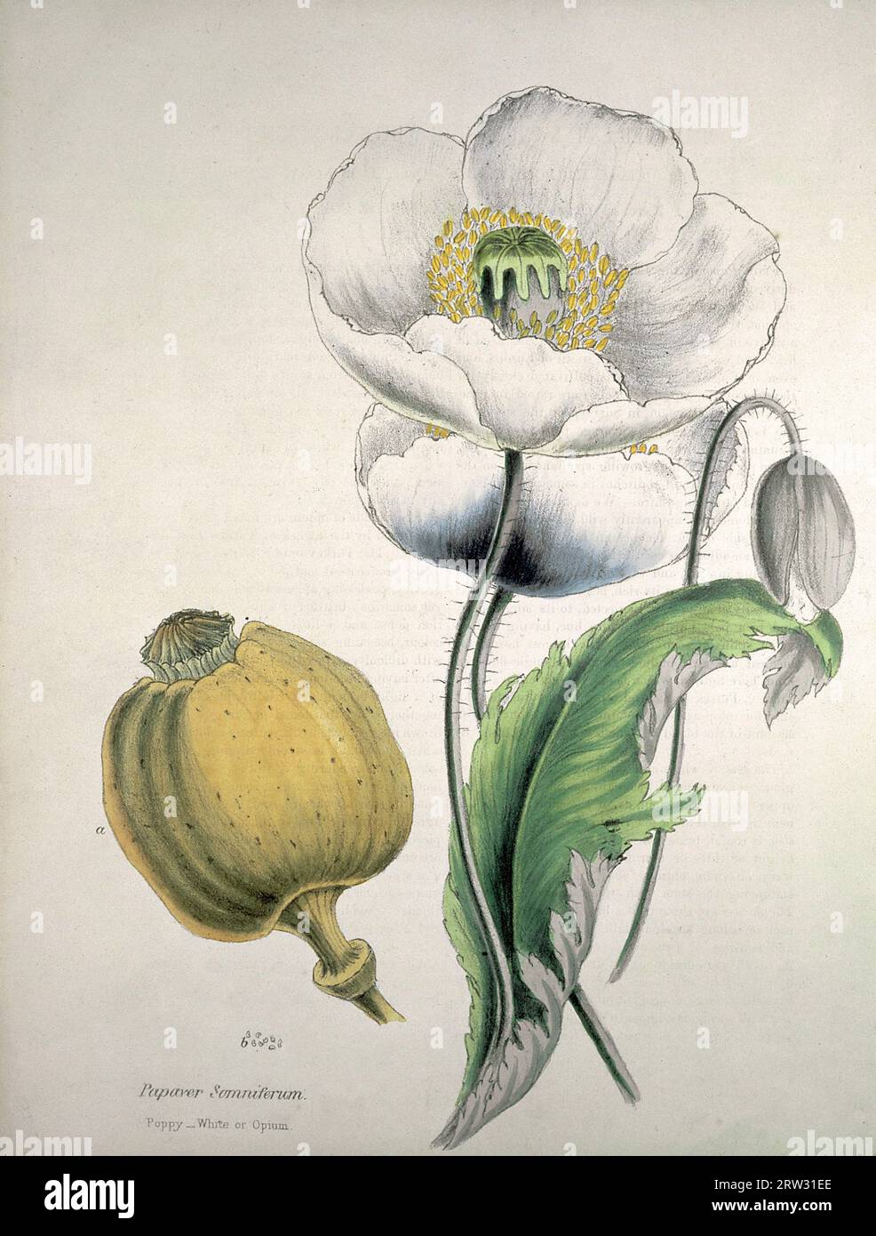 Opium Poppy(Papaver somniferum), white flowers, seed capsule and seeds, coloured zincograph c1853 after M.A. Burnett Stock Photo