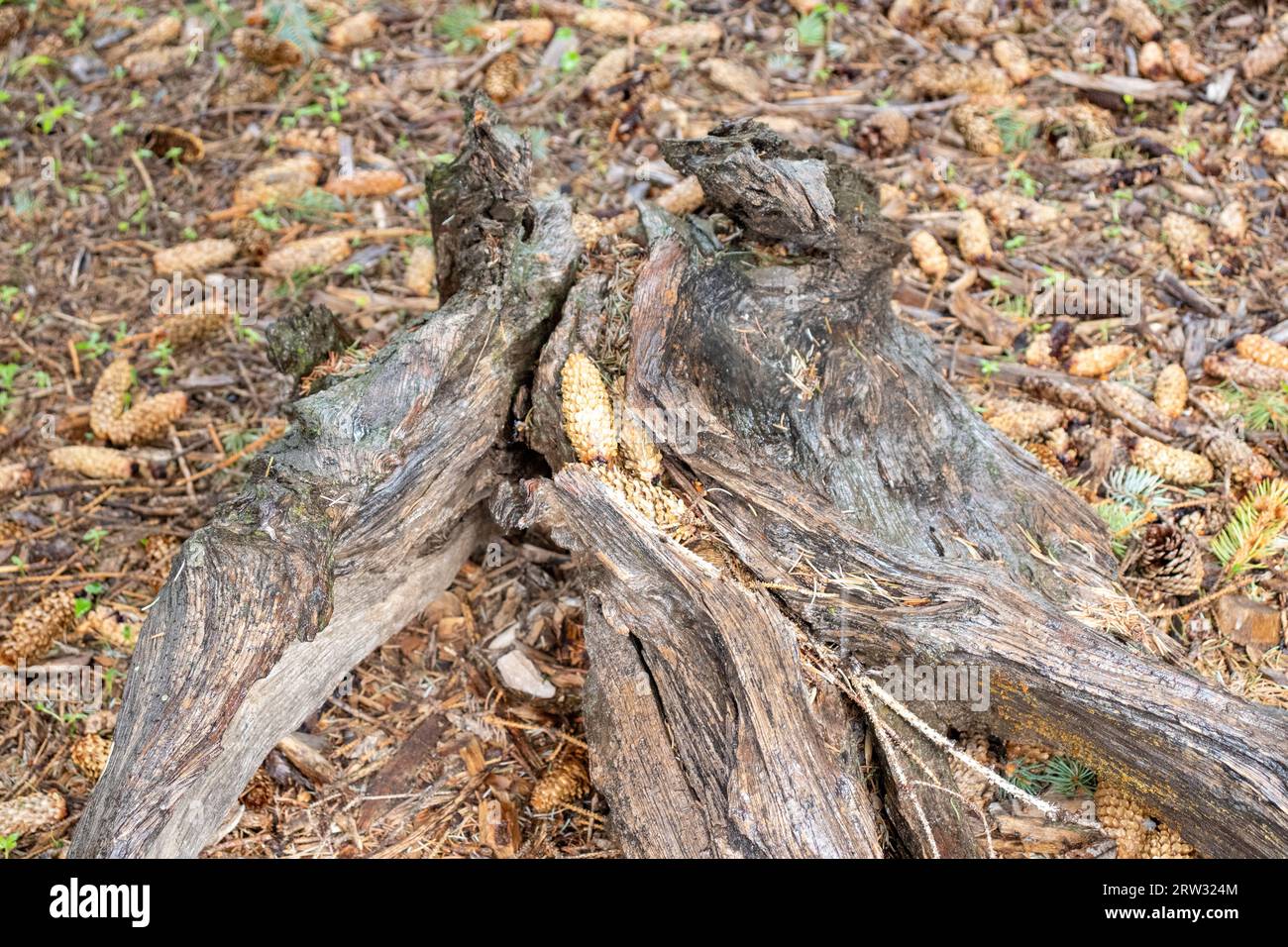Dry old decaying rotting tree stump with dry leaves . High quality ...