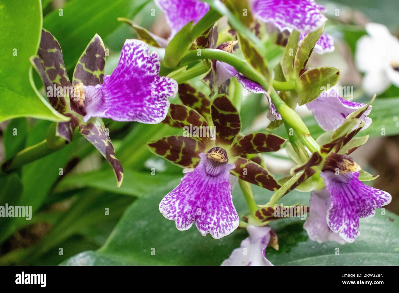 Beautiful orchids live plant purple and red . High quality photo Stock Photo