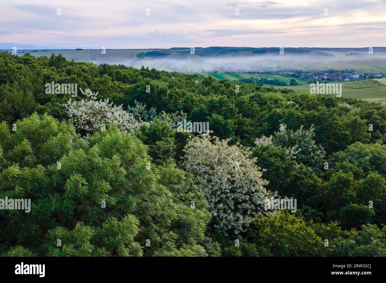Aerial view rainforest blooming hi-res stock photography and images - Alamy