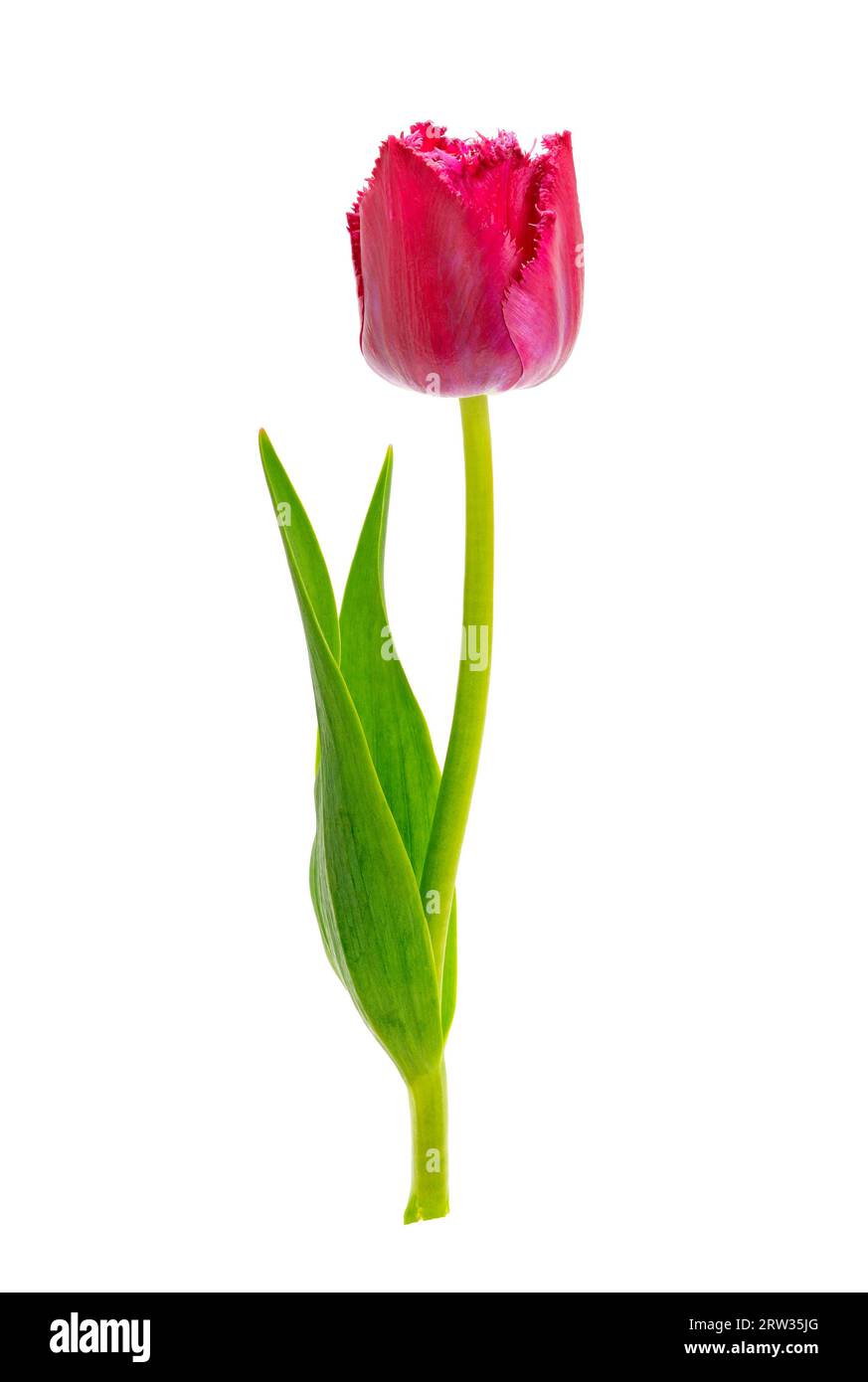 Beautiful tulip isolated on white background Stock Photo