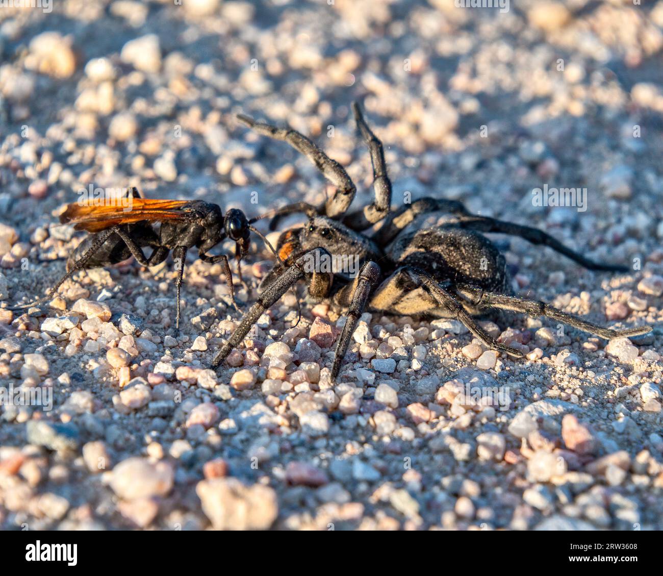 Thisbe's Tarantula-hawk Wasp (Pepsis thisbe) attacking and eating a Carolina (giant) wolf spider (Hogna carolinensis) viewed during the fall mating mi Stock Photo