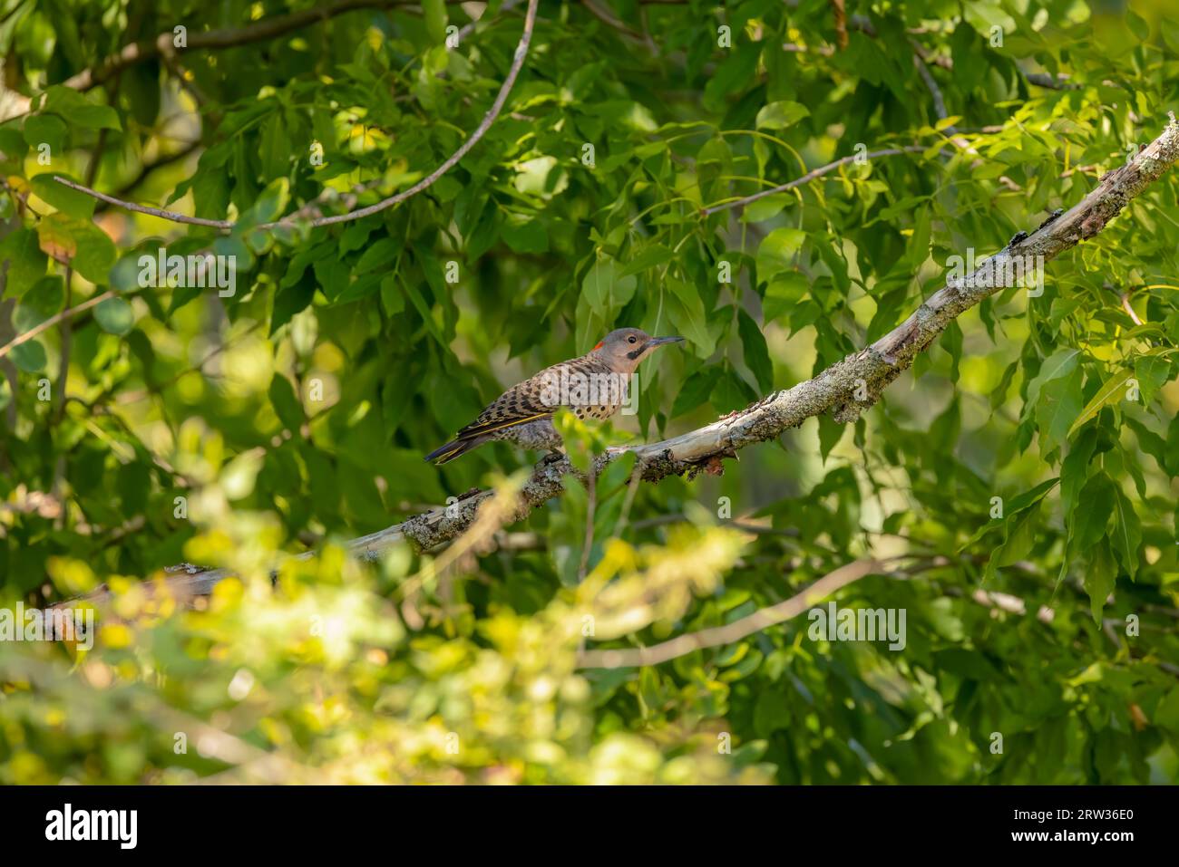 The northern flicker (Colaptes auratus) , migrating bird. Stock Photo
