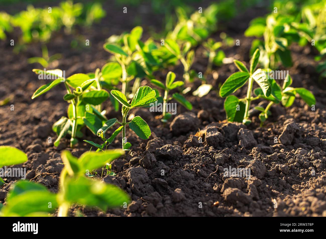 Small sprouts soybean plant hi-res stock photography and images - Alamy