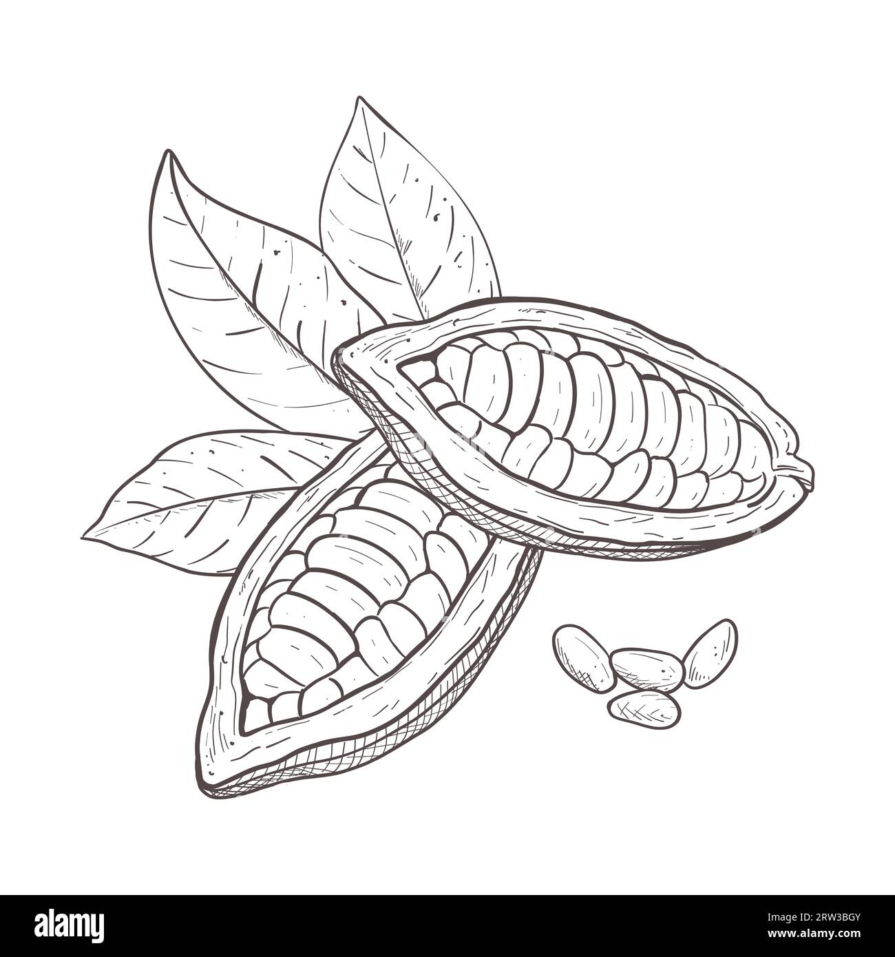 Vector illustration set of cocoa leaves, unpeeled beans and seeds. Black outline of branch, graphic drawing. For postcards, design and composition Stock Vector