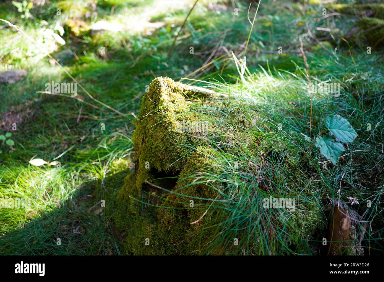 Tree trunk with moss in the wood Stock Photo