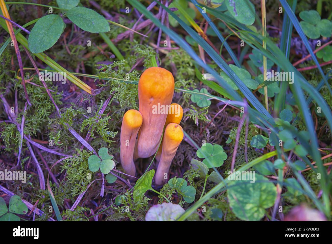 Clavariadelphus pistillaris is a rare species of mushroom of the family Gomphaceae native to Europe and North America. Group of fungi on coniferous fo Stock Photo