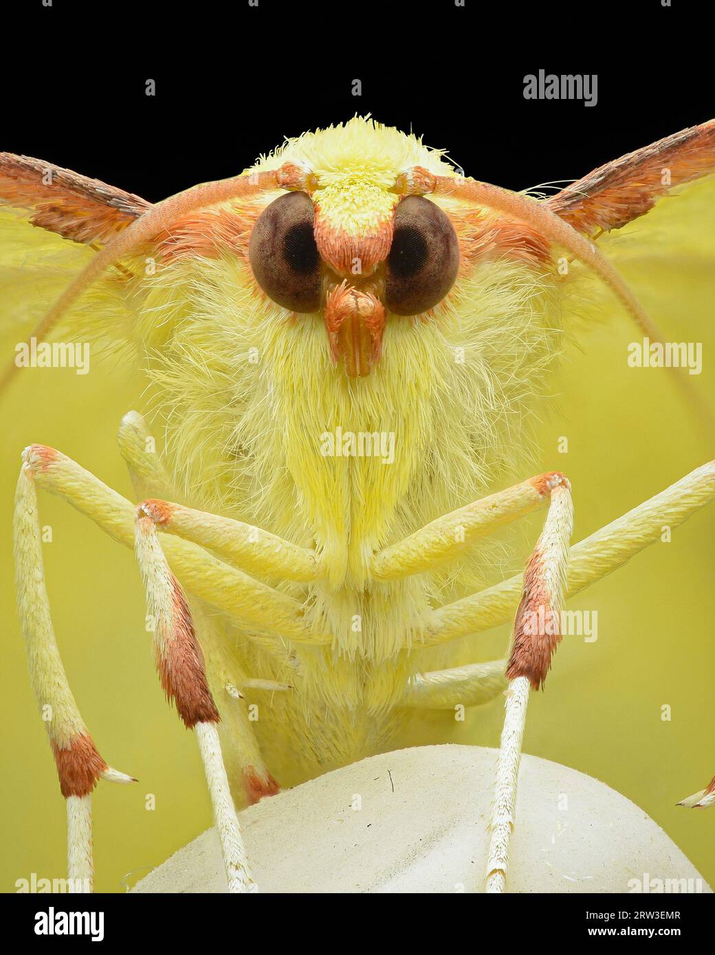 Symmetrical portrait of a yellow and brown Brimstone Moth, on a white eraser-tip pencil, black background (Opisthograptis luteolata) Stock Photo