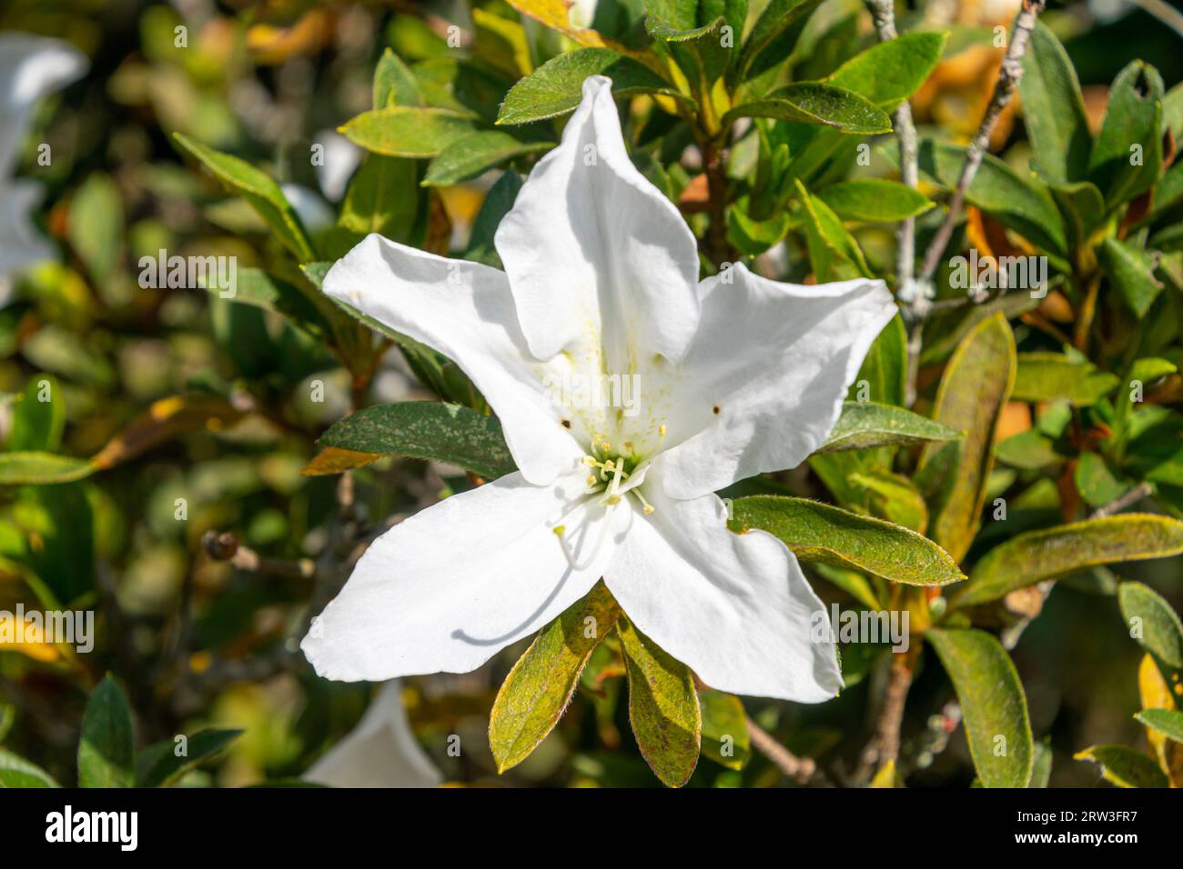 Details of white royal azalea. Rhododendron schlippenbachii (scientific