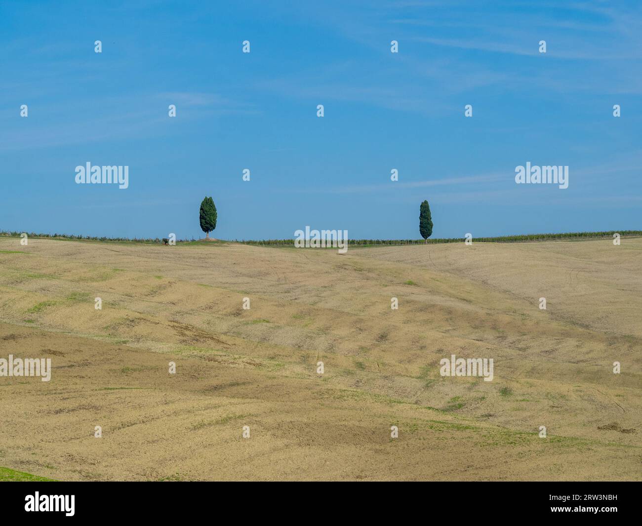 Tuscany rural landscape with Cypress trees and yellow fields Stock ...