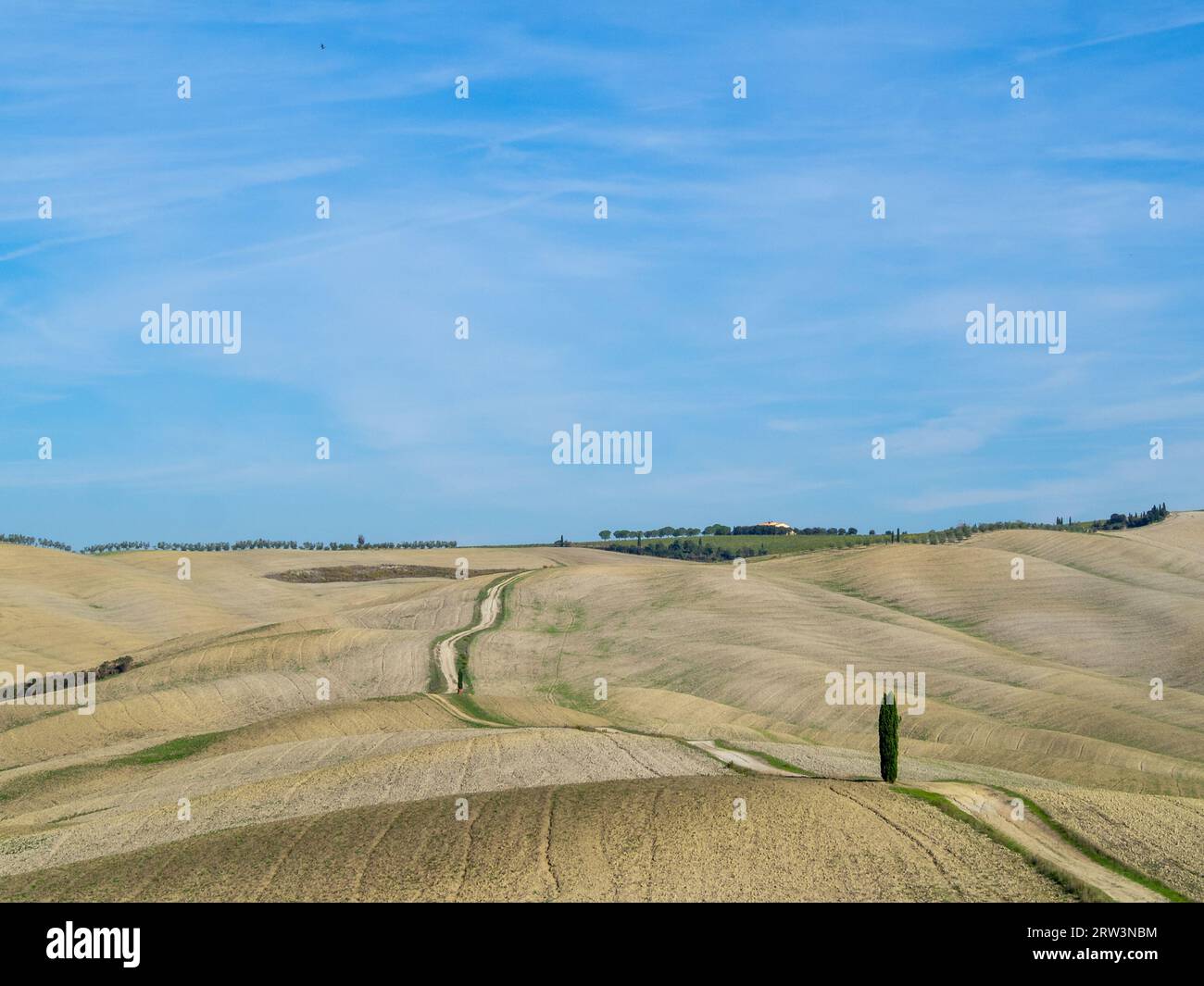 Tuscany rural landscape with Cypress trees and yellow fields Stock ...