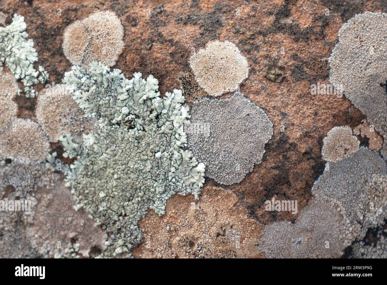 Close up of various lichen growing on stone. Stock Photo