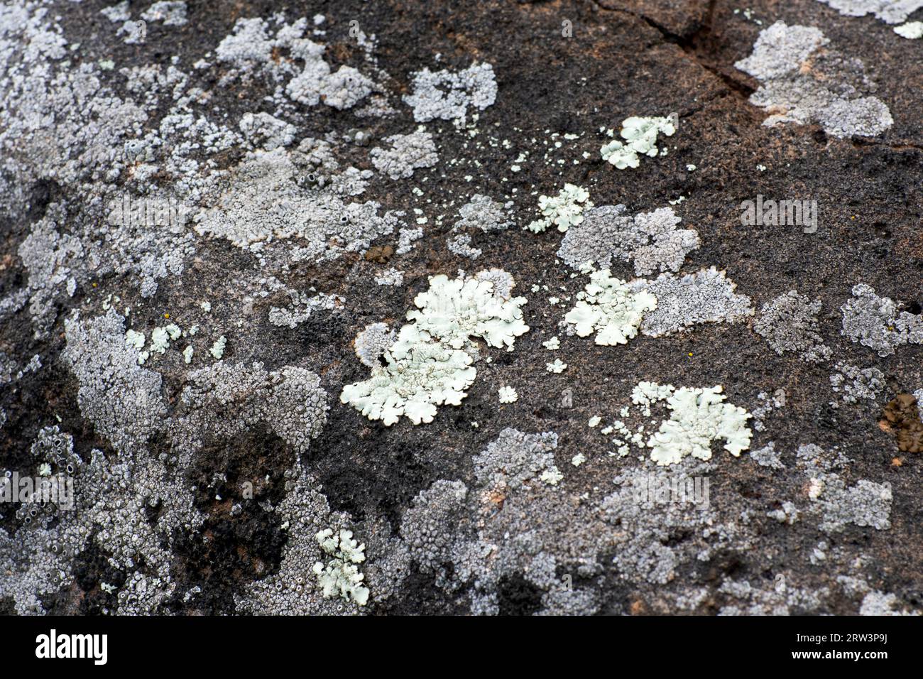 Close up of various lichen growing on stone. Stock Photo