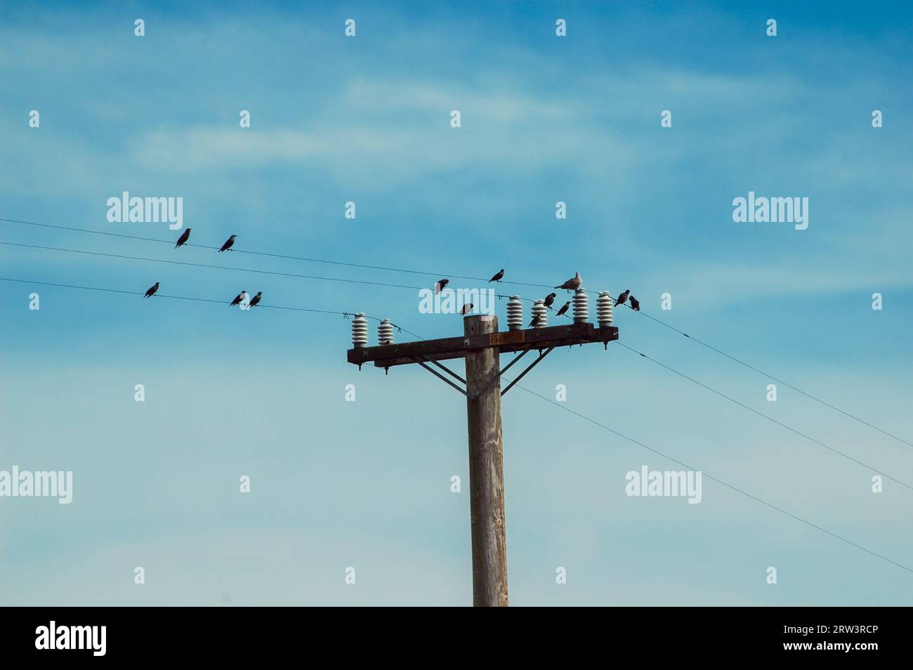 utility pole arms and wires with perching birds Stock Photo