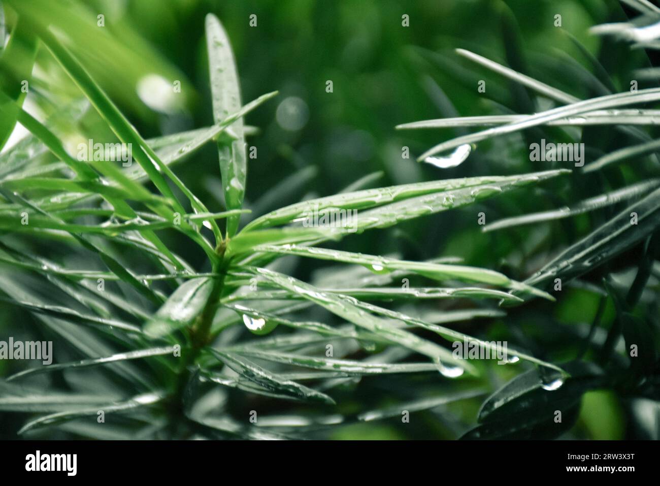 A close-up of green leaves with dew drops Stock Photo