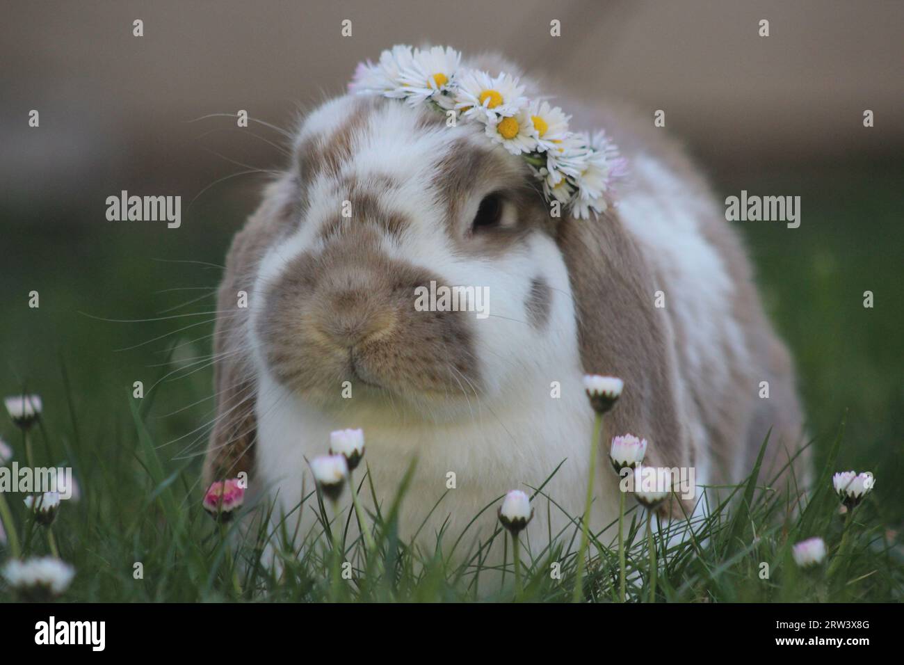 A white, furry rabbit sitting in a grassy field with a crown of ...