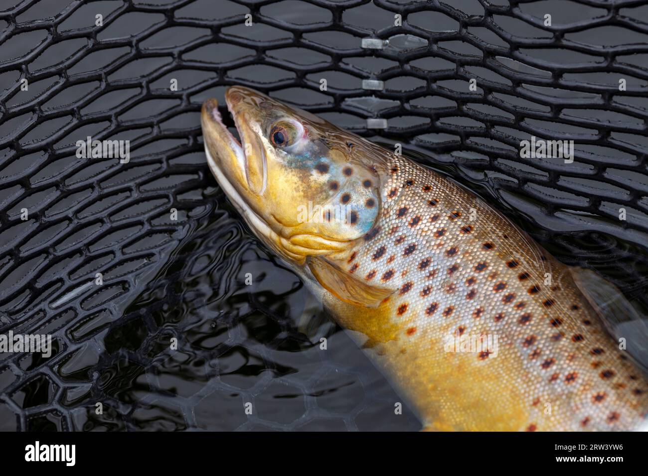 Brown trout in a landing net in a northern Minnesota lake Stock Photo