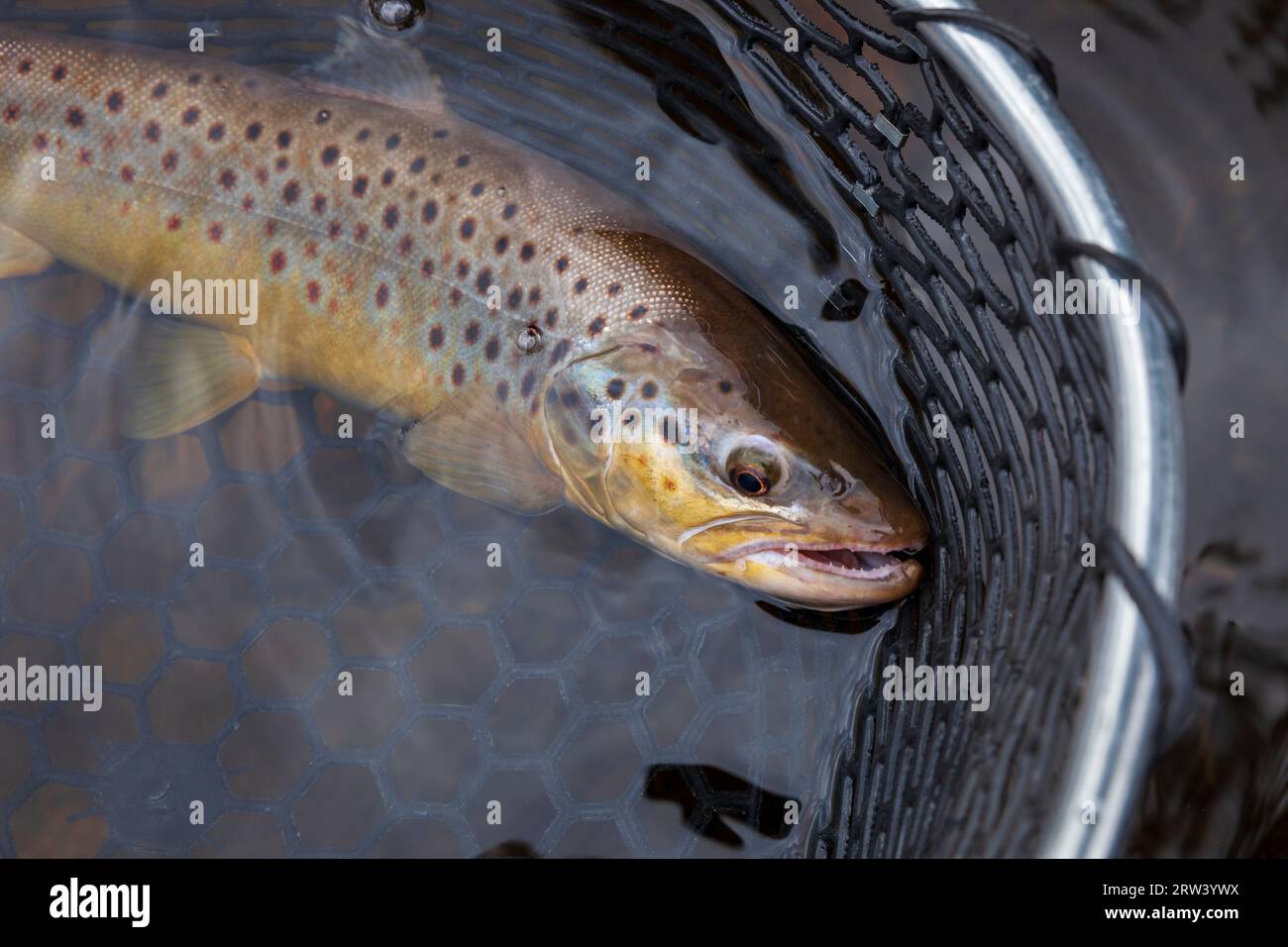 Brown trout in a landing net in a northern Minnesota lake Stock Photo