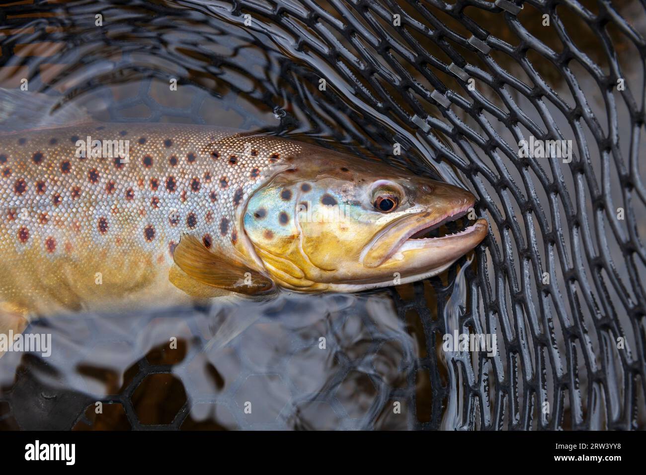 Brown trout in a landing net in a northern Minnesota lake Stock Photo