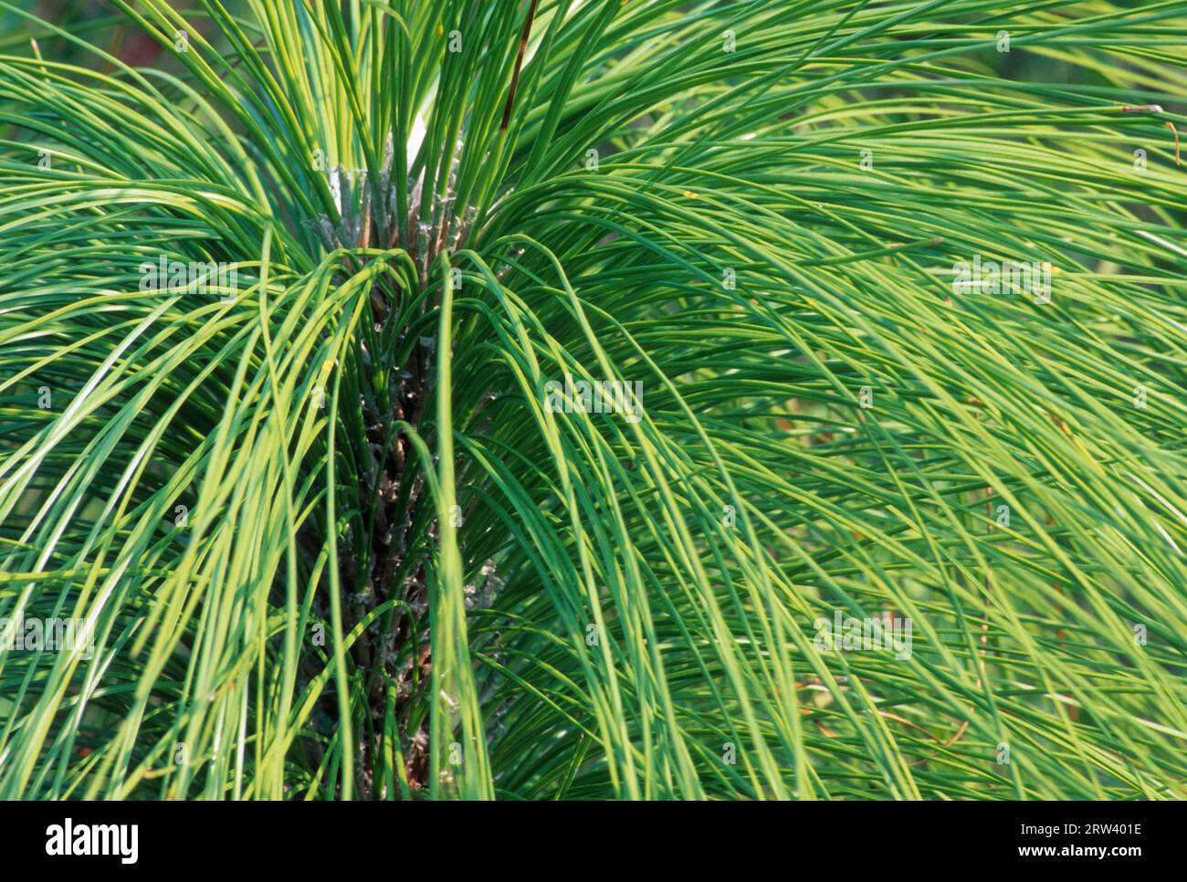 Longleaf pine along the Blue Trail, The Disney Wilderness Preserve