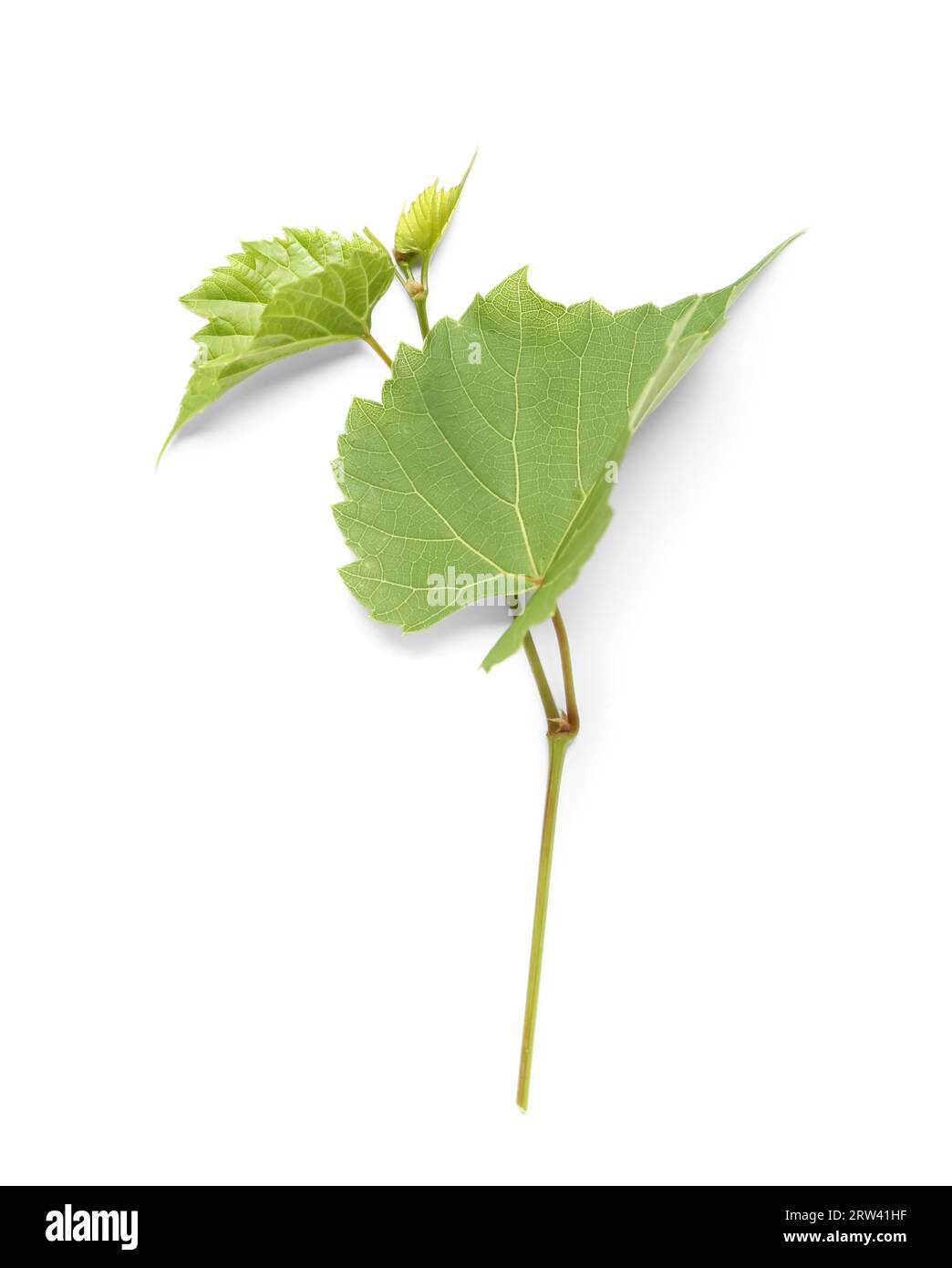 Green grape leaves on white background Stock Photo - Alamy