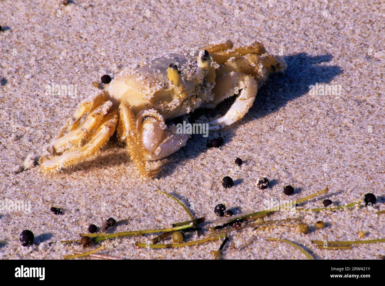 Ghost crab, Sebastian Inlet State Recreation Area, Florida Stock Photo