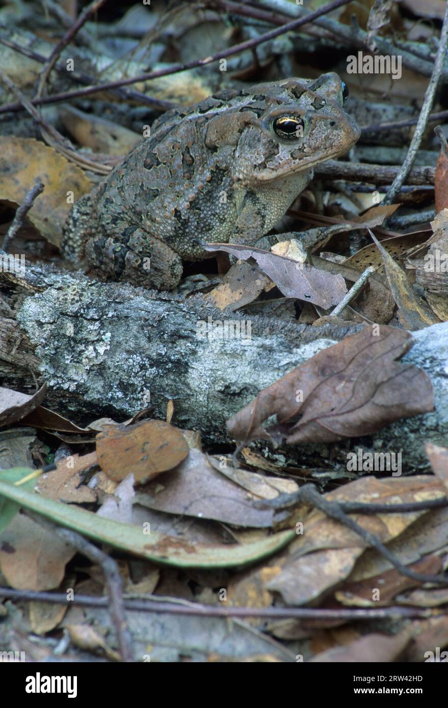 Toad on Garden of Eden Trail, Apalachicola Bluffs and Ravines Preserve, Florida Stock Photo