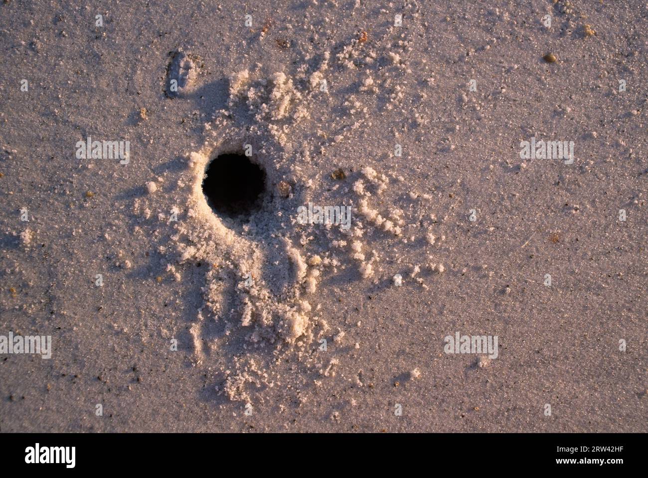 Crab burrow, St Josephs Peninsula State Park, Florida Stock Photo